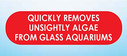 API Hand Held Algae Pad for Glass Aquariums - Durable Scrubbing Pad | 1 Count