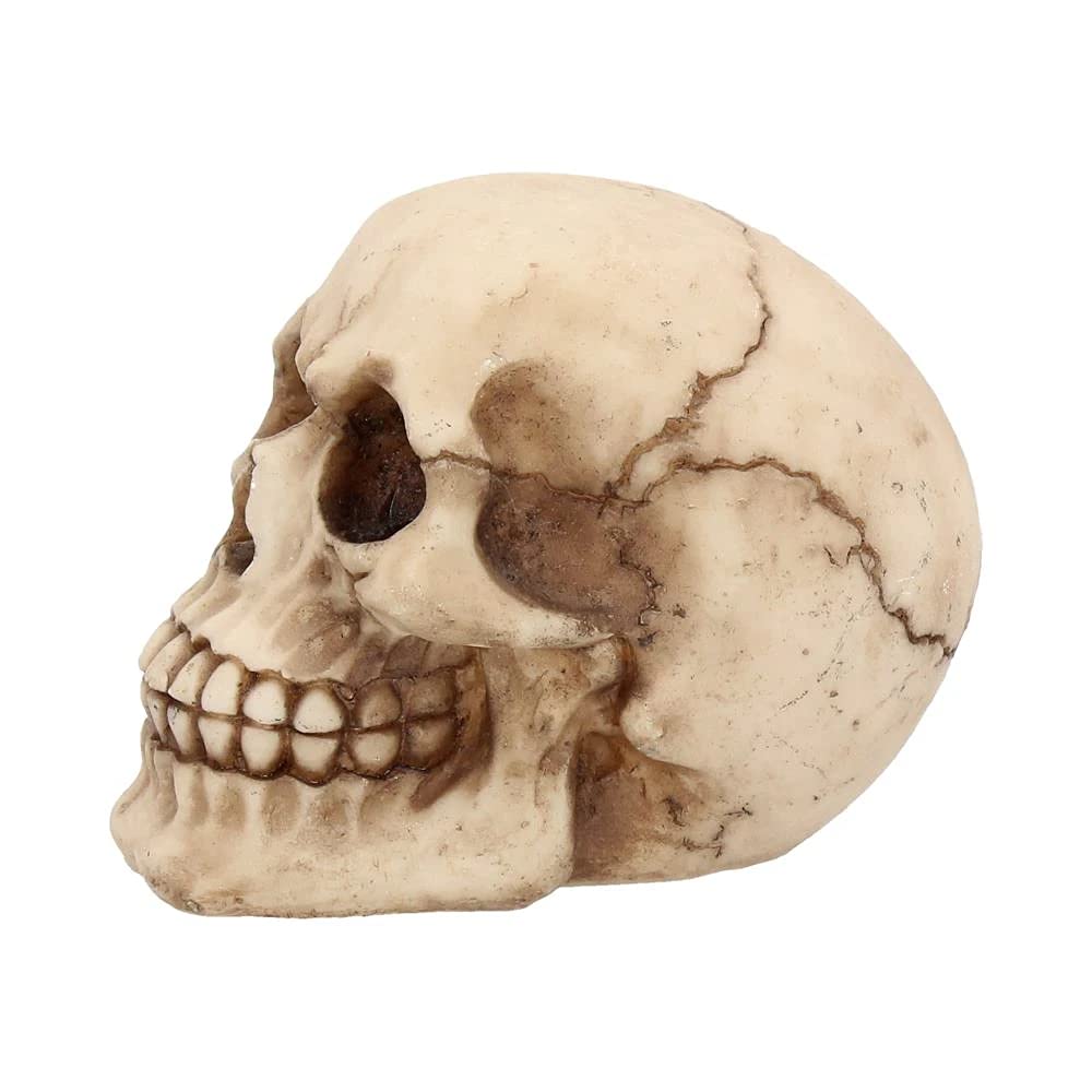 Nemesis Now Joker-Totenkopf, dekoratives Ornament aus Kunstharz 3