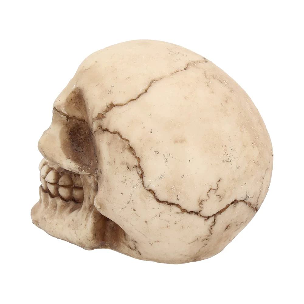 Nemesis Now Joker-Totenkopf, dekoratives Ornament aus Kunstharz 4
