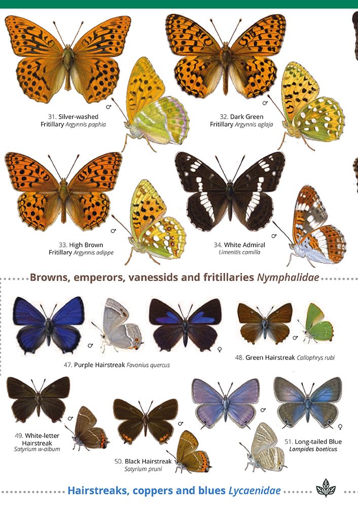 Field Studies Council Guide to the Butterflies of Britain and Ireland | Paperback Field Guide