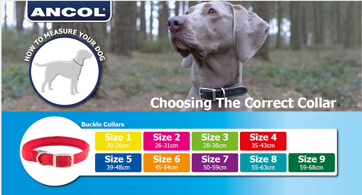 Ancol Timberwolf Leather Dog Collar - Blue | Size 3 (28-36 cm Neck) | 1.6 cm Width 7