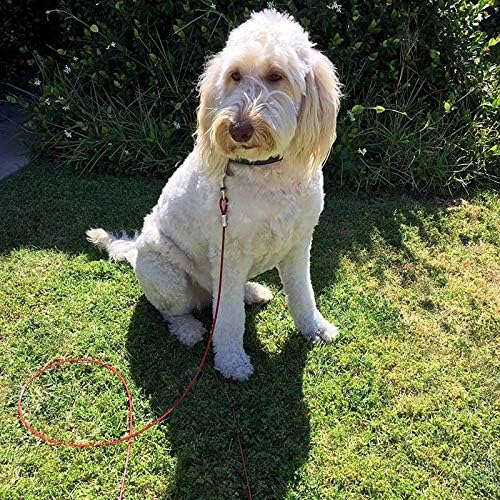 Taylor & Brown Heavy Duty Dog Tie Out Cable with Spiral Ground Stake | 3 Meters | Blue/Red 6