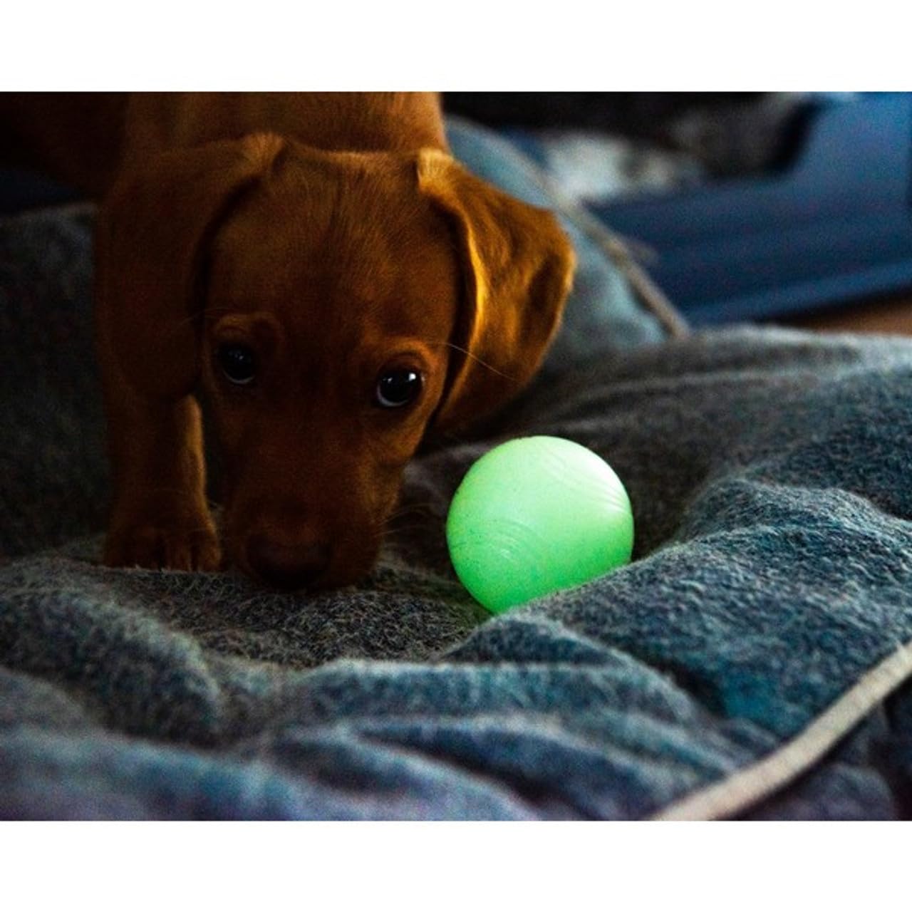 Chuckit! Max Glow Balls - Small Size Natural Rubber Fetch Toy | Water Resistant | Portable 7