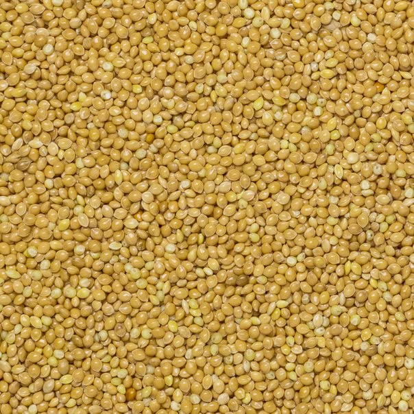 Wholefood Earth Pearl Millet Grain - 1 kg | Natural | High Fibre | GMO Free 4