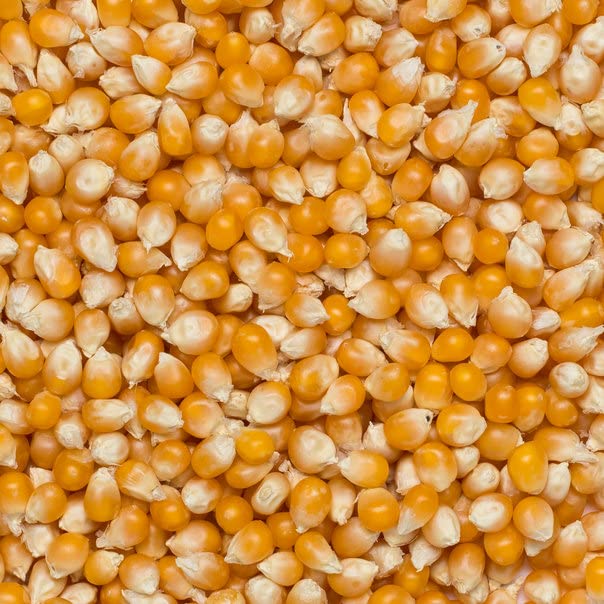 Wholefood Earth Popping Corn Kernels - 1 kg Bag | GMO-Free | Vegan Friendly 4