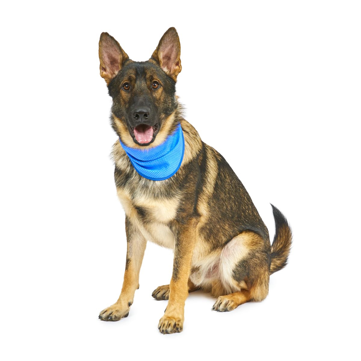 Petface Cooling Summer Blue Dog Bandana - Water-Activated Reusable | Large (38-52 cm Neck) 3