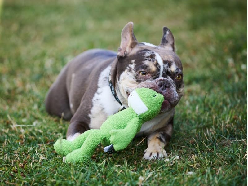 Petface Little Petface Finlay Frog Plush Dog Toy with Squeaker | Lightweight for Small Dogs | Green 8