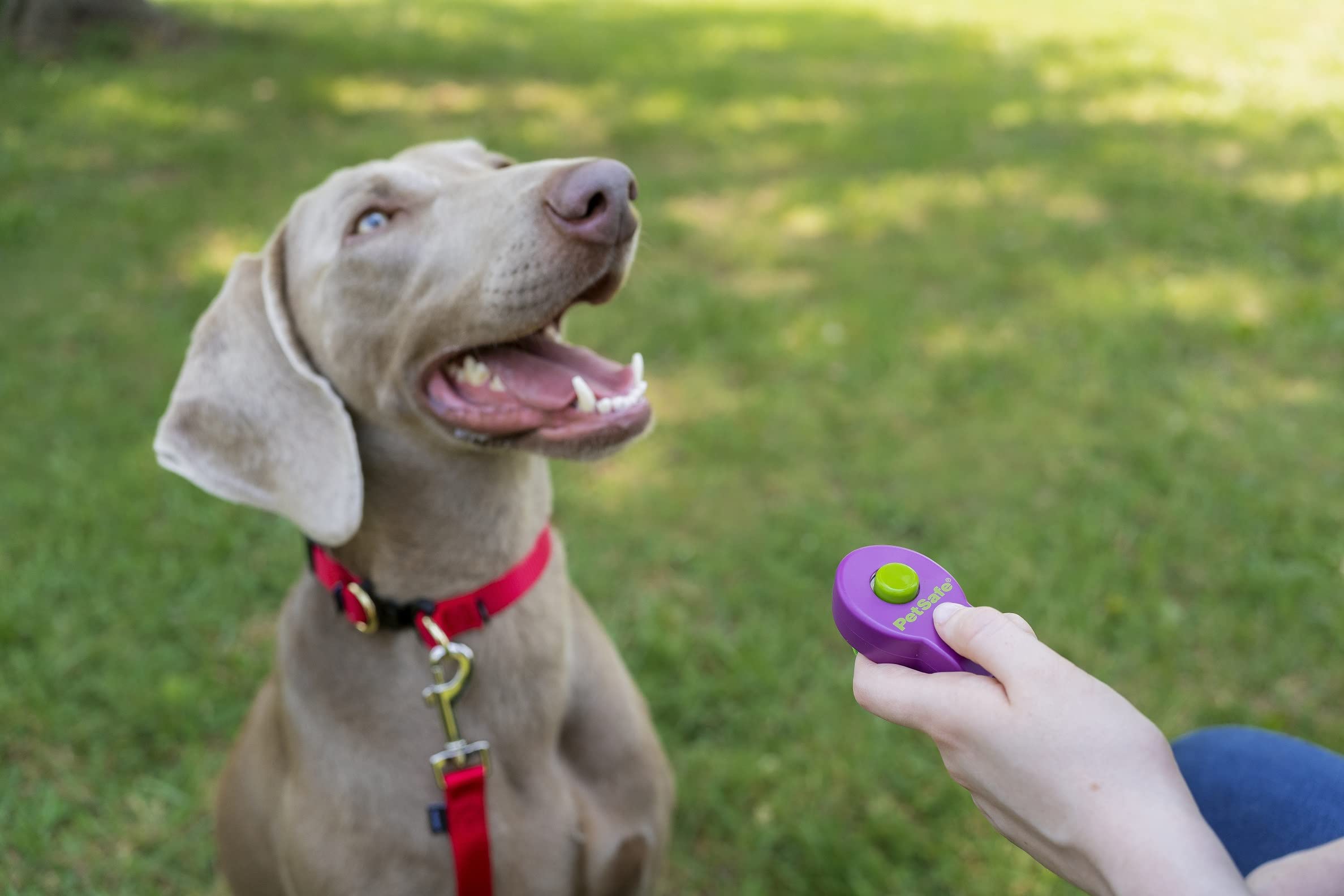 PetSafe Clik-R Training Clicker - Purple | Ergonomic Design | All Ages & Skill Levels 2