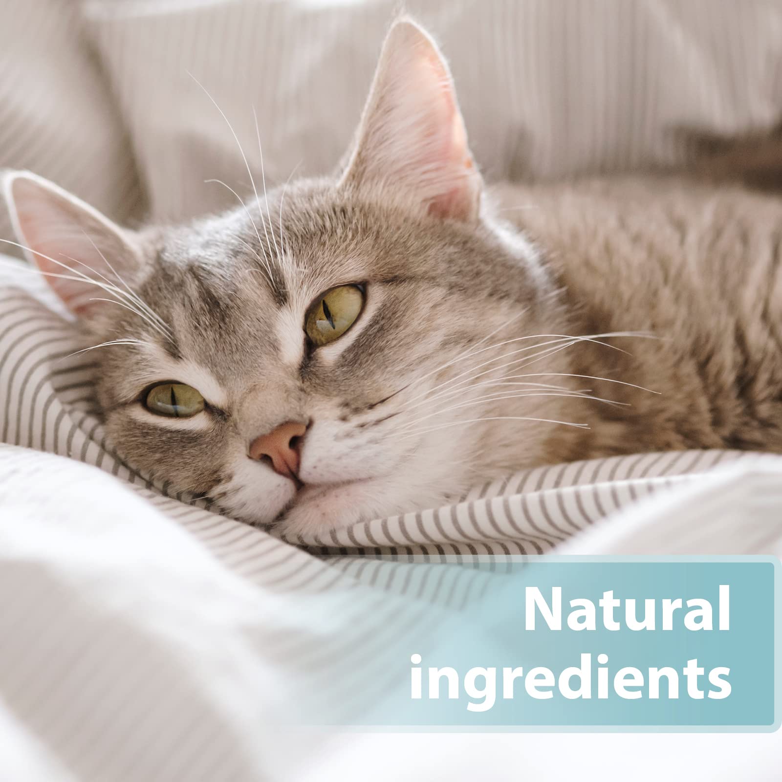Felisept Skin Care Spray for Cats - Itch & Mite Treatment for All Life Stages | 250ml 5