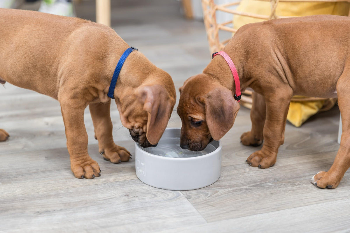 TRIXIE Junior Ceramic Bowl for Young Cats and Dogs - 0.8 L