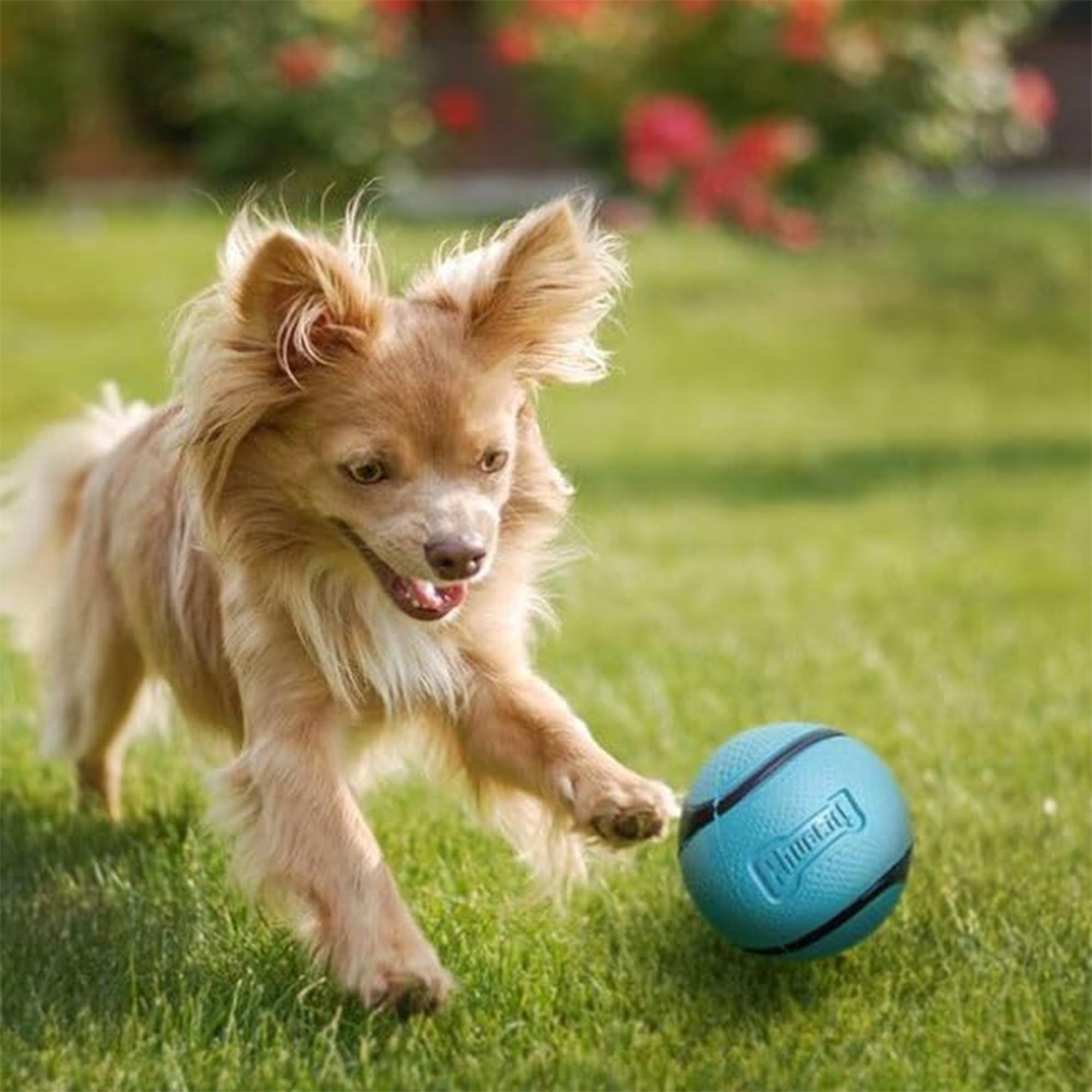 Chuckit! Sniff Duo Scented Dog Fetch Balls - Peanut Butter & Bacon Scent, 2-Pack, Durable Rubber 3