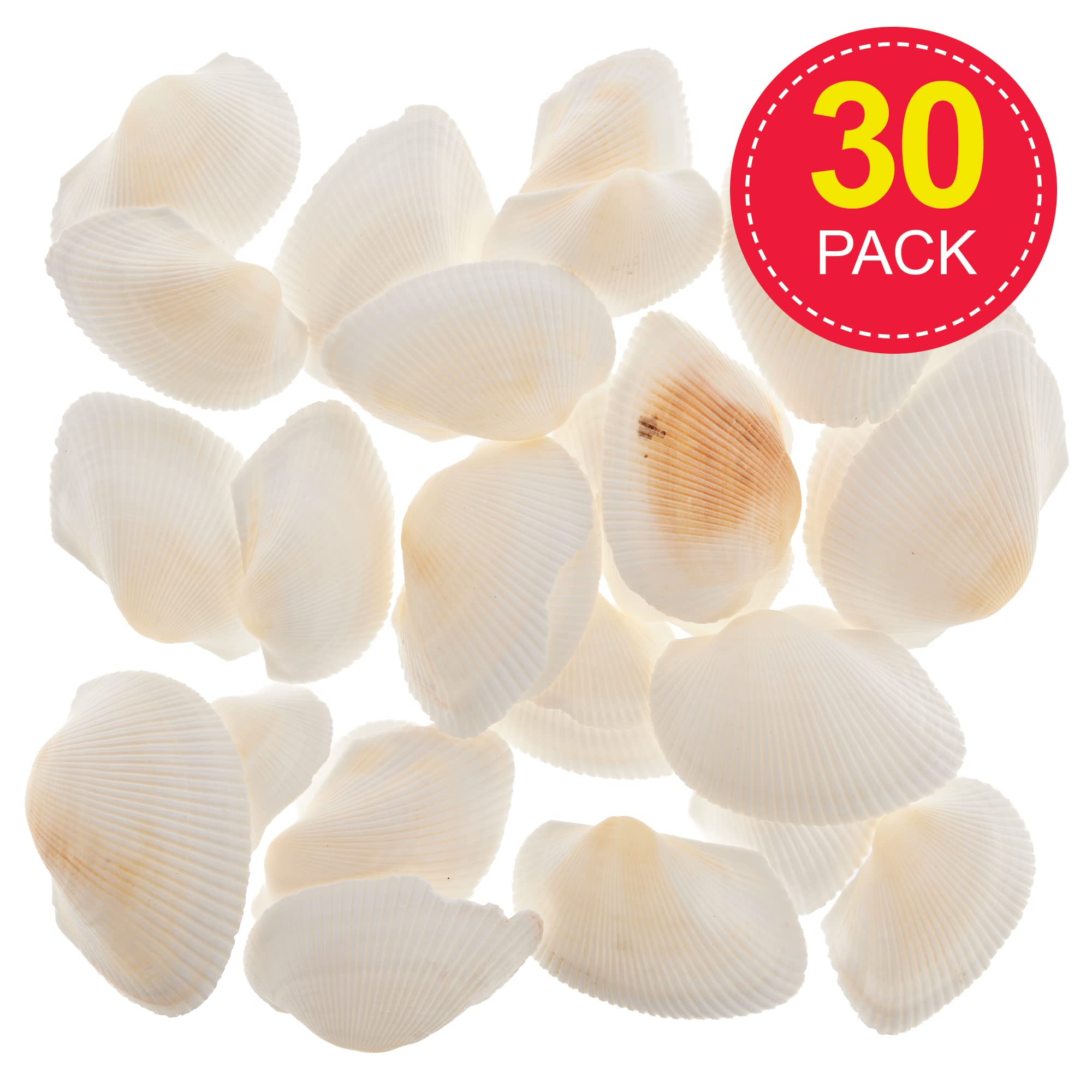 Baker Ross Natural Seaside Beach Scalloped Shells - Pack of 30 | Approx. 16mm Wide