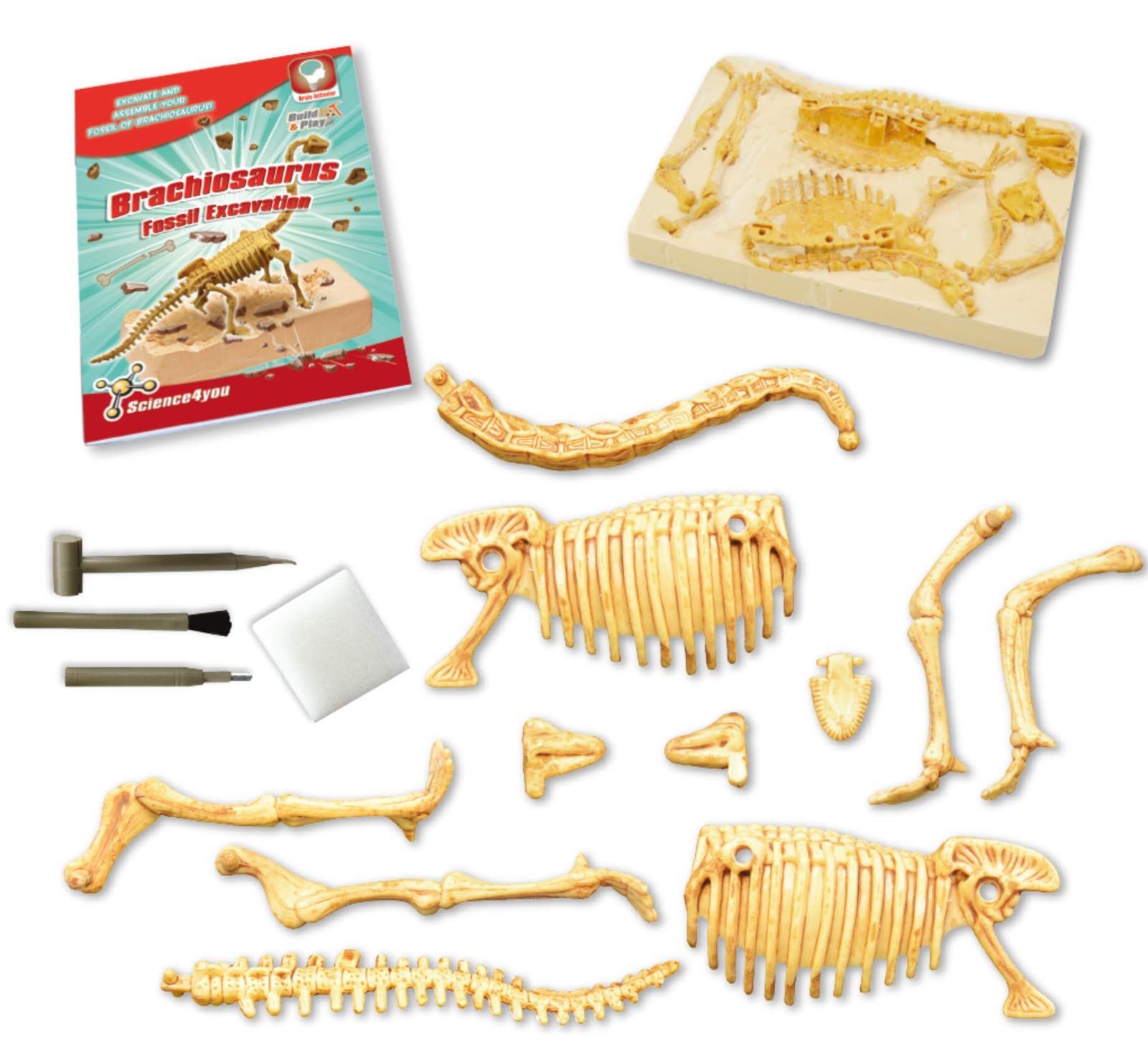 T Rex Fossil Hunting Kit - Excavate & Assemble 15-Piece Dinosaur Fossil - Science4you Age 6+