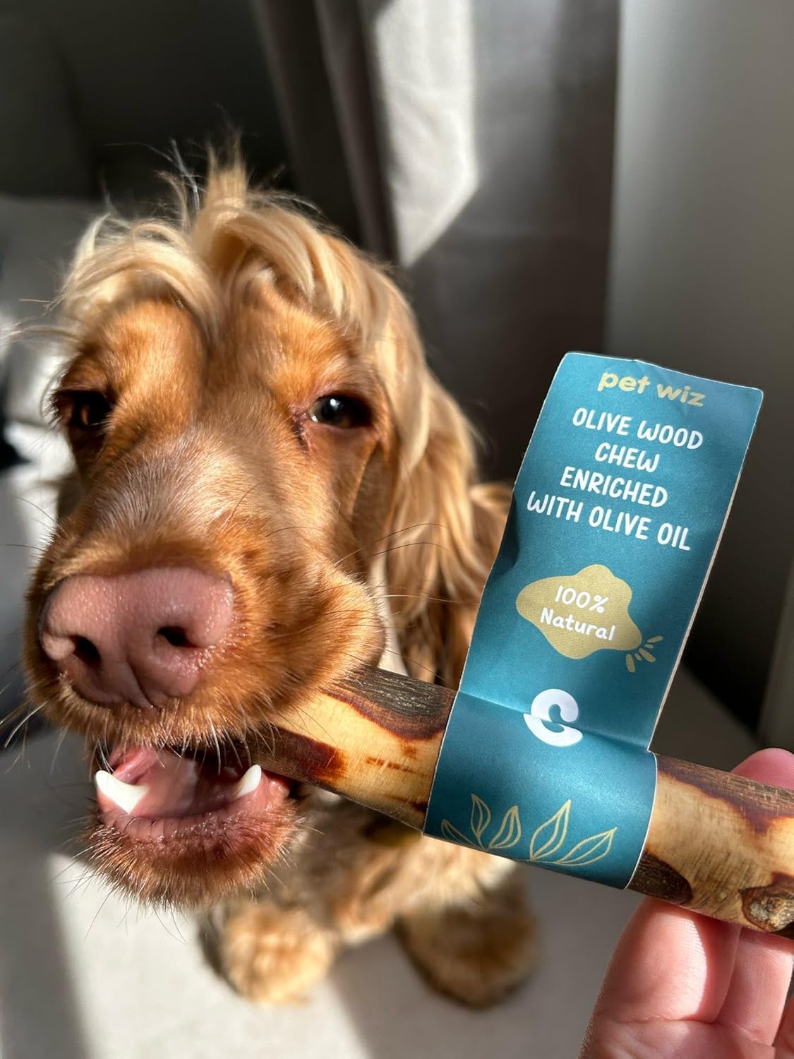 pet wiz Olive Wood Dog Chew Stick | Oral Hygiene & Mental Stimulation | Heavy Duty, Natural