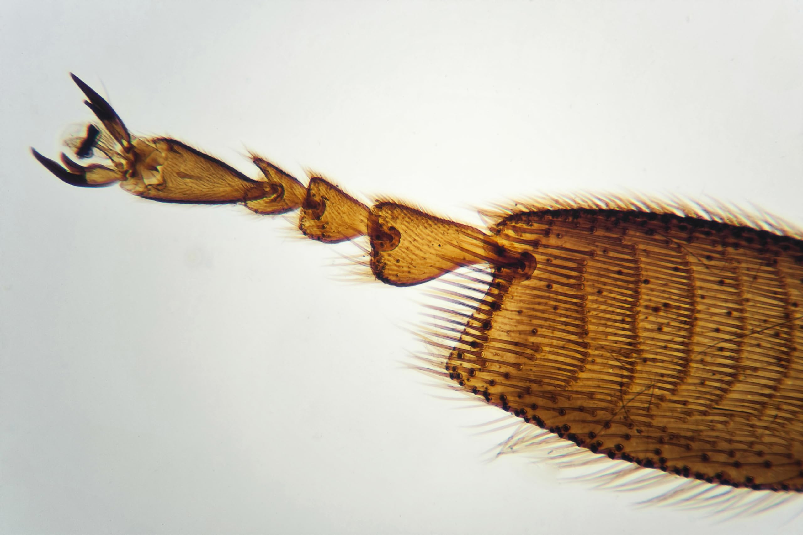 Outdoor Adventure Microscope - 20x to 40x Magnification with LED Light for Kids 6+ 4