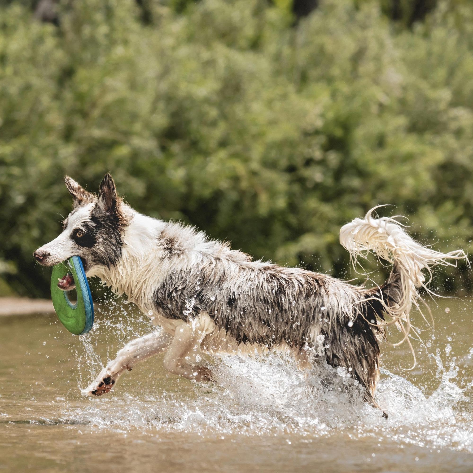 Chuckit! Zipflight Floating Frisbee Dog Toy, Medium, Assorted Colors 3