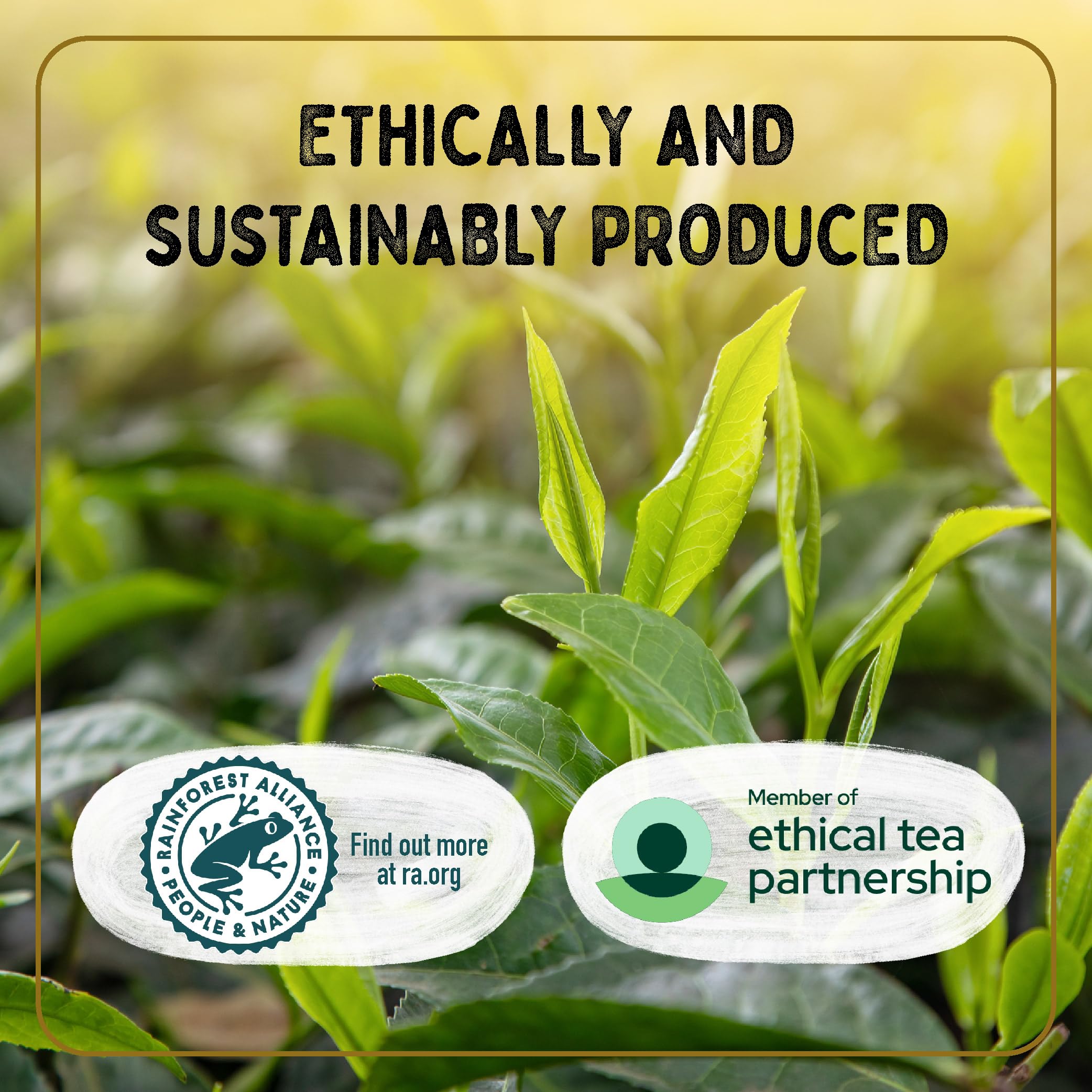 Typhoo - Gold Luxury Black Tea 80 Tea Bags 15