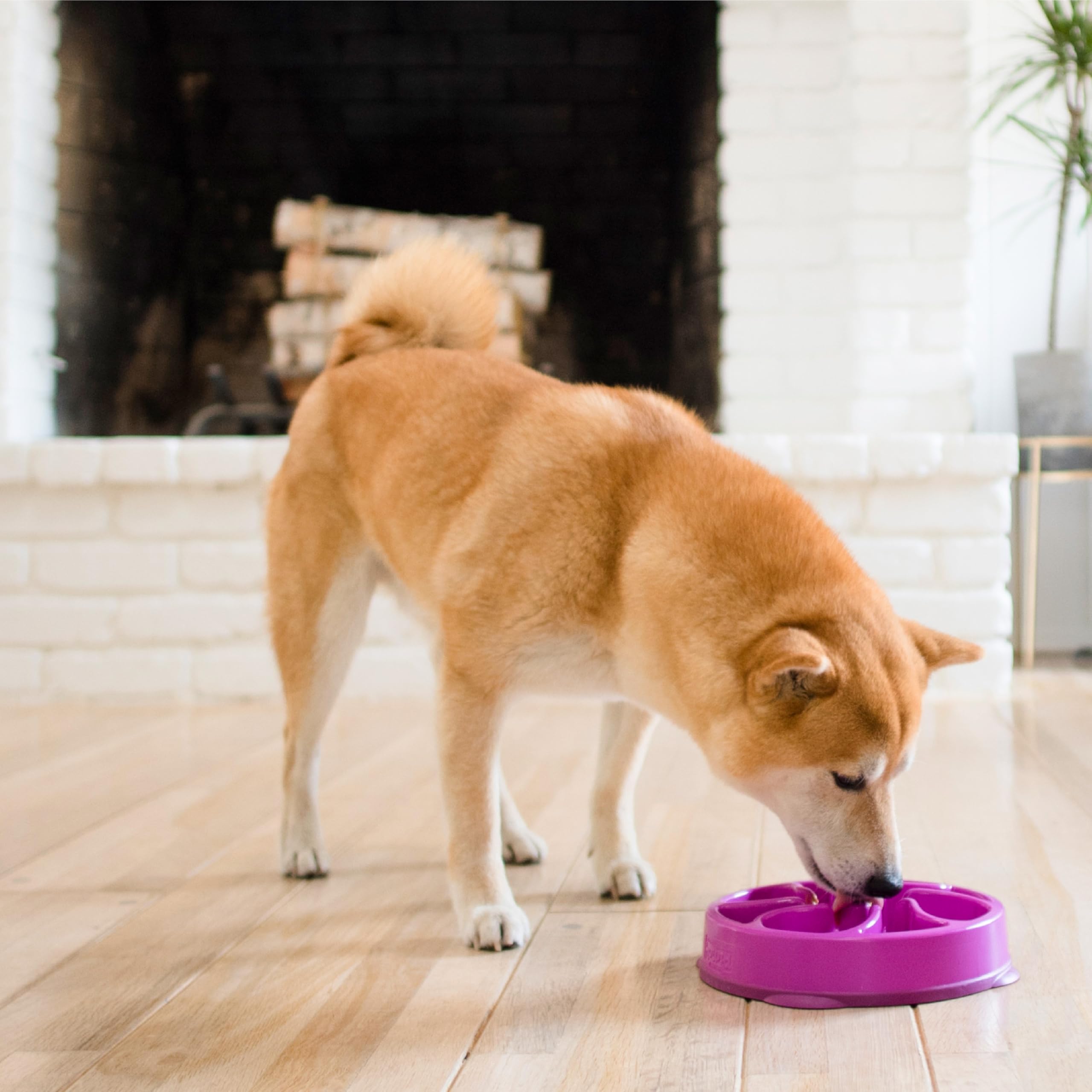 Outward Hound Fun Feeder Slo Bowl - Slows Eating 10X | Medium Size | Purple 6