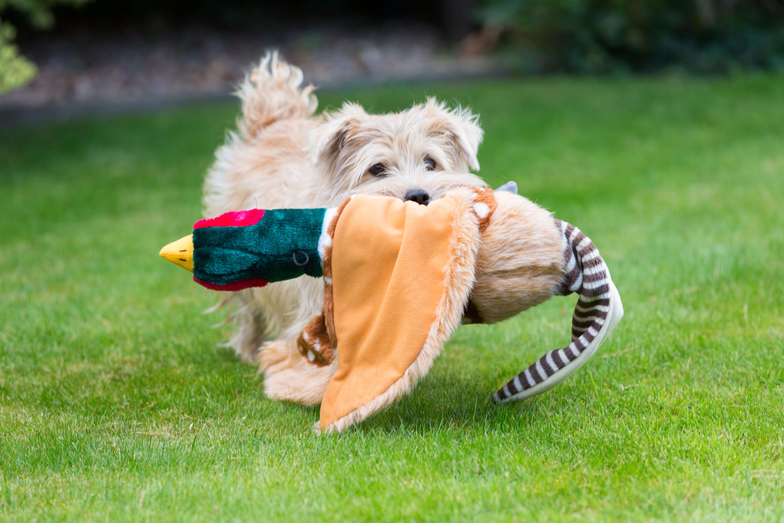House of Paws Small Pheasant Plush Dog Toy with Squeaker 2
