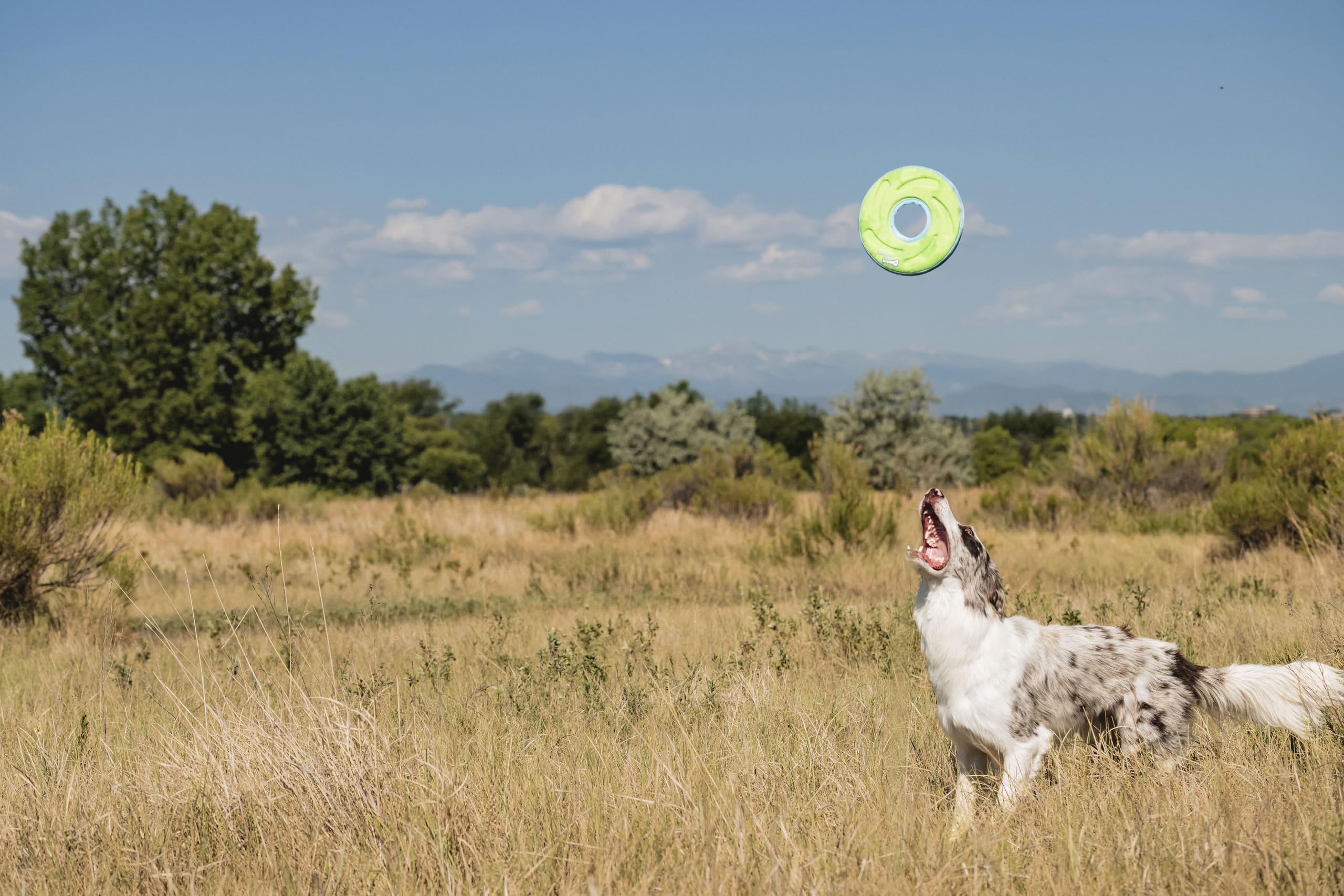 Chuckit! Zipflight Floating Frisbee Dog Toy, Medium, Assorted Colors 8