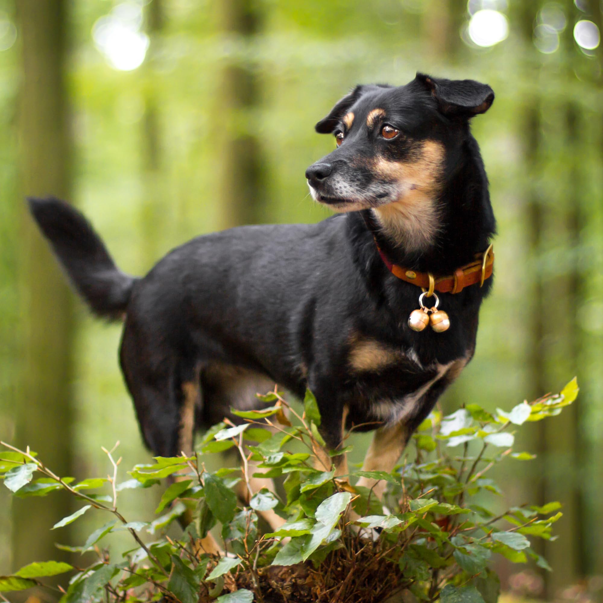 Beau's Bells Loud Copper Pet Bells - Wildlife Protection | Pet Tracking | Split Ring Clasp 5