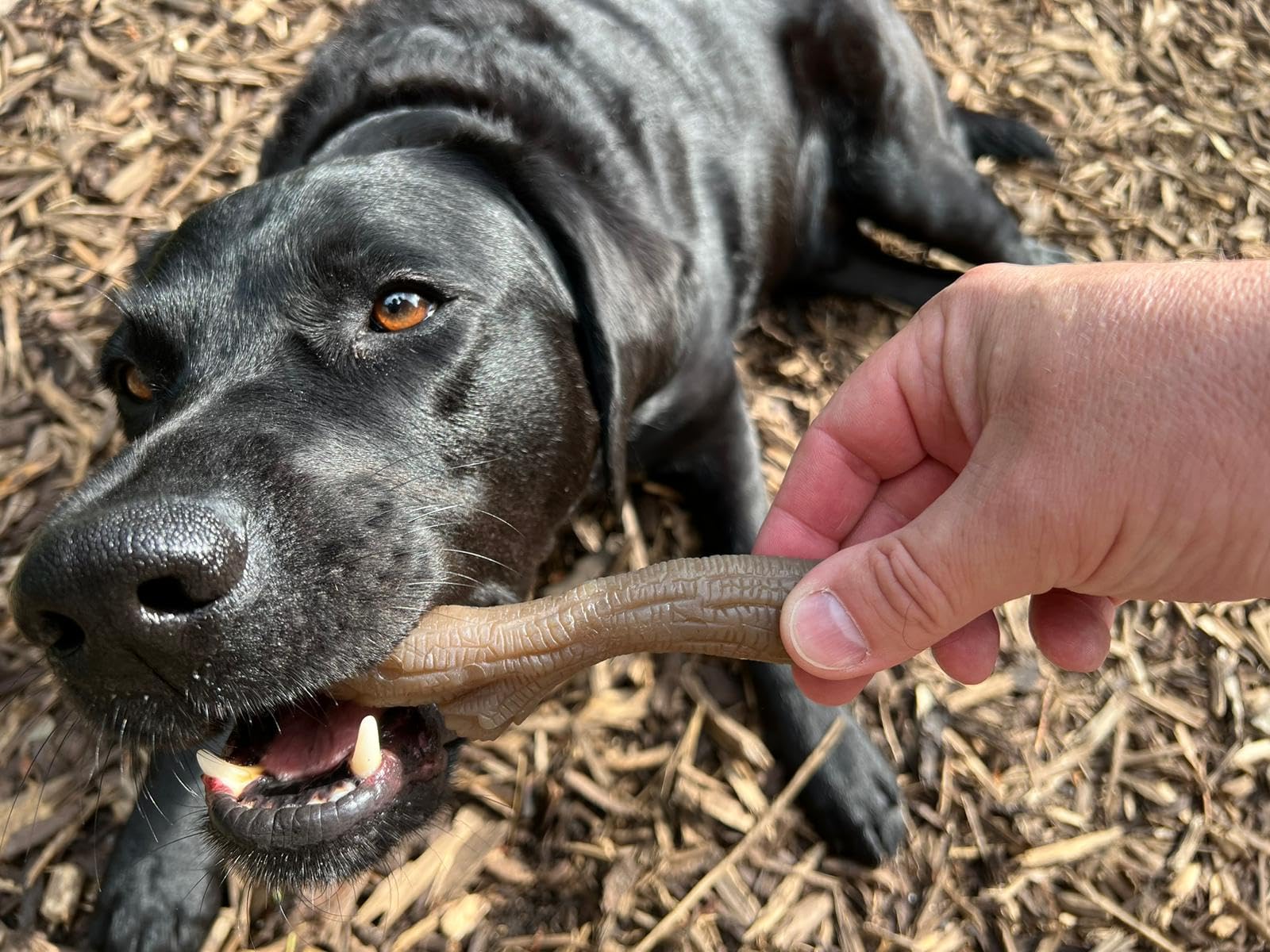 Nylabone Maximum Strength Gourmet Stick Chew Toy - Peanut Butter Flavor | Durable Nylon | Medium Dogs 4