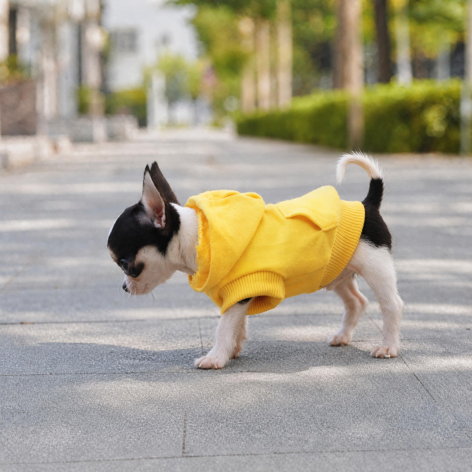 LOPHIPETS Dog Hoodie - Yellow, X-Small | Breathable Cotton Blend 7