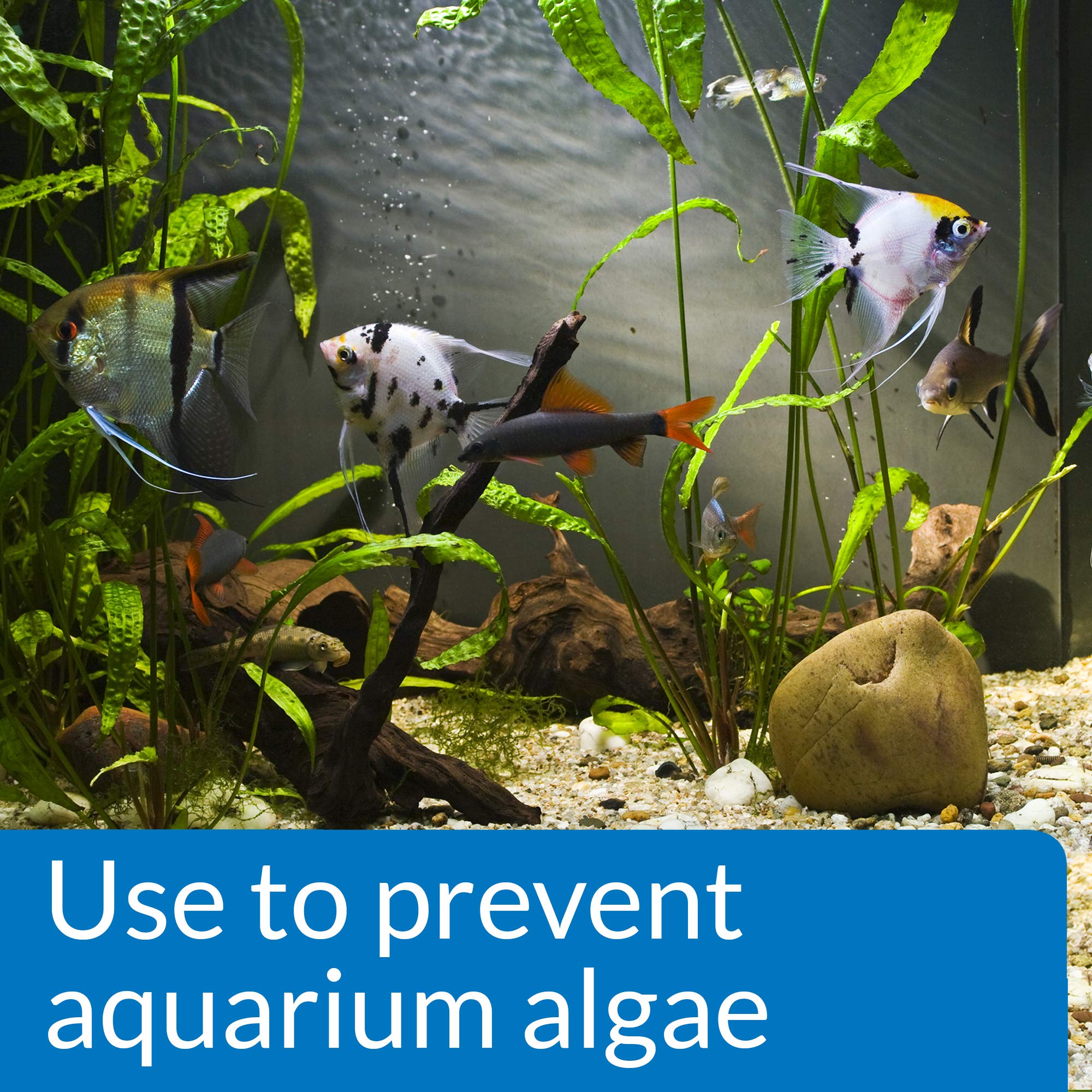 API Prevent Algae Solution - Prevents Algae & Green Water | 118 ml Liquid 2