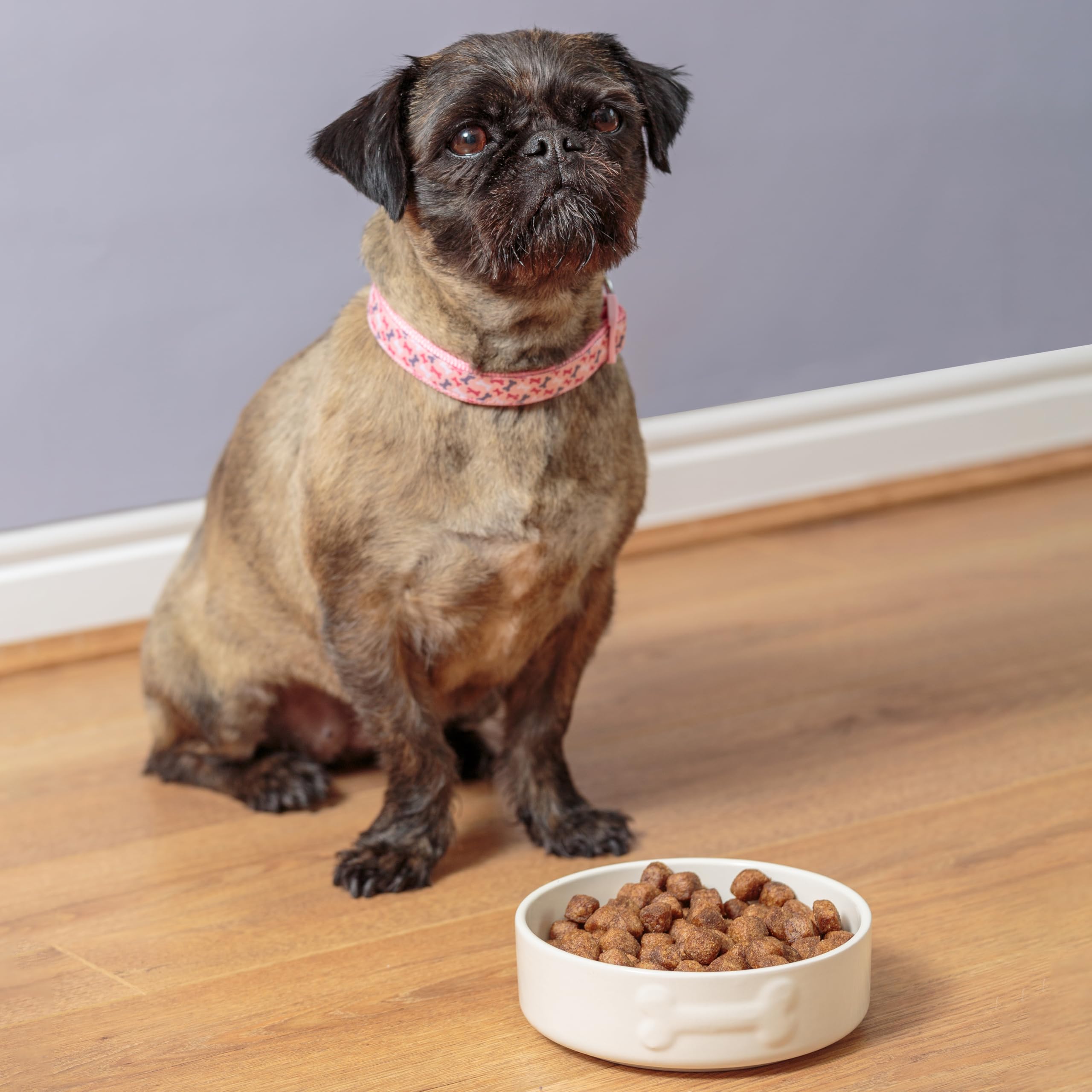 Mason Cash Colour Mix Cream Dog Bowl - 15cm Diameter | 500ml Capacity | Stoneware 3