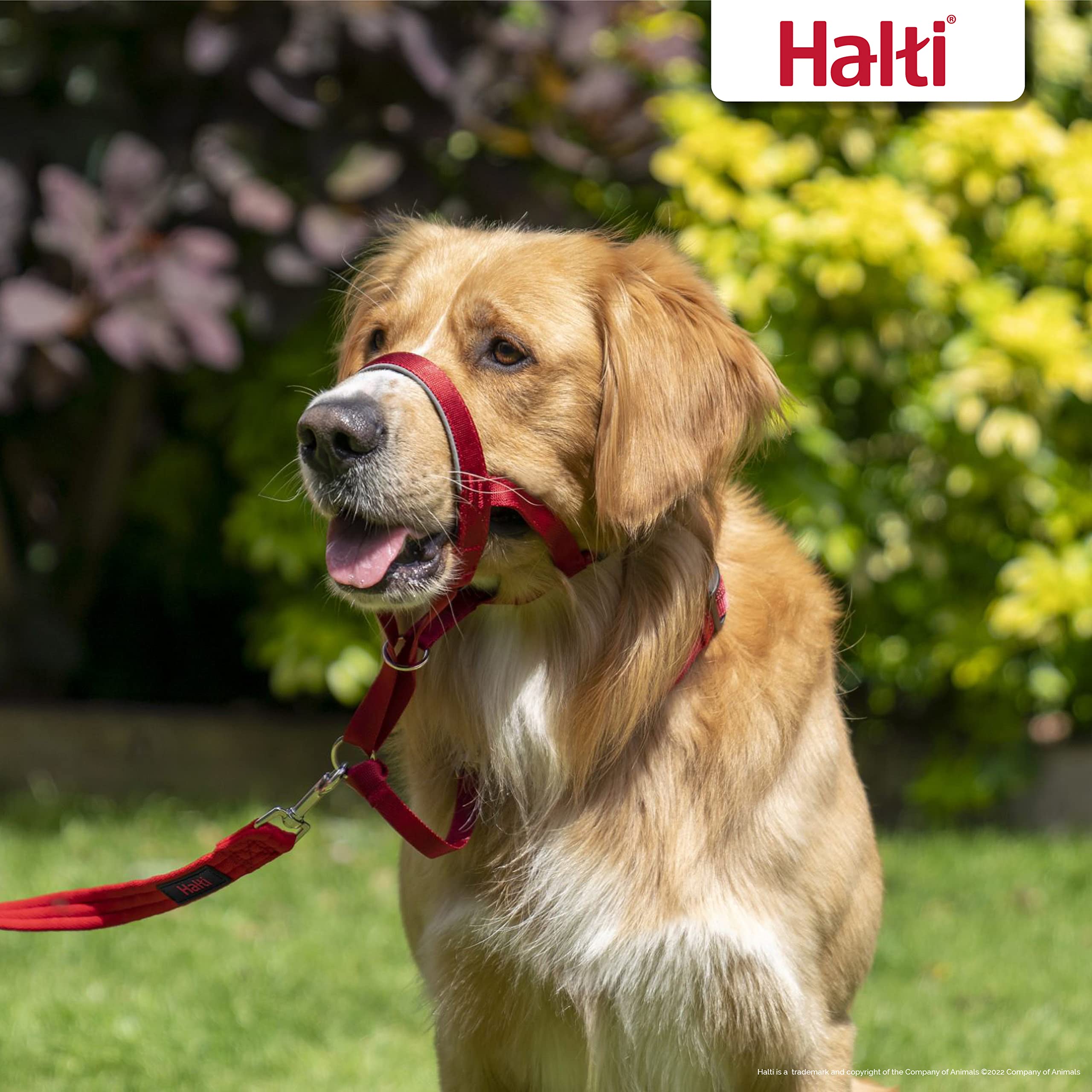 Halti Headcollar - Stops Pulling | Size 2 Red | Reflective Nylon 5