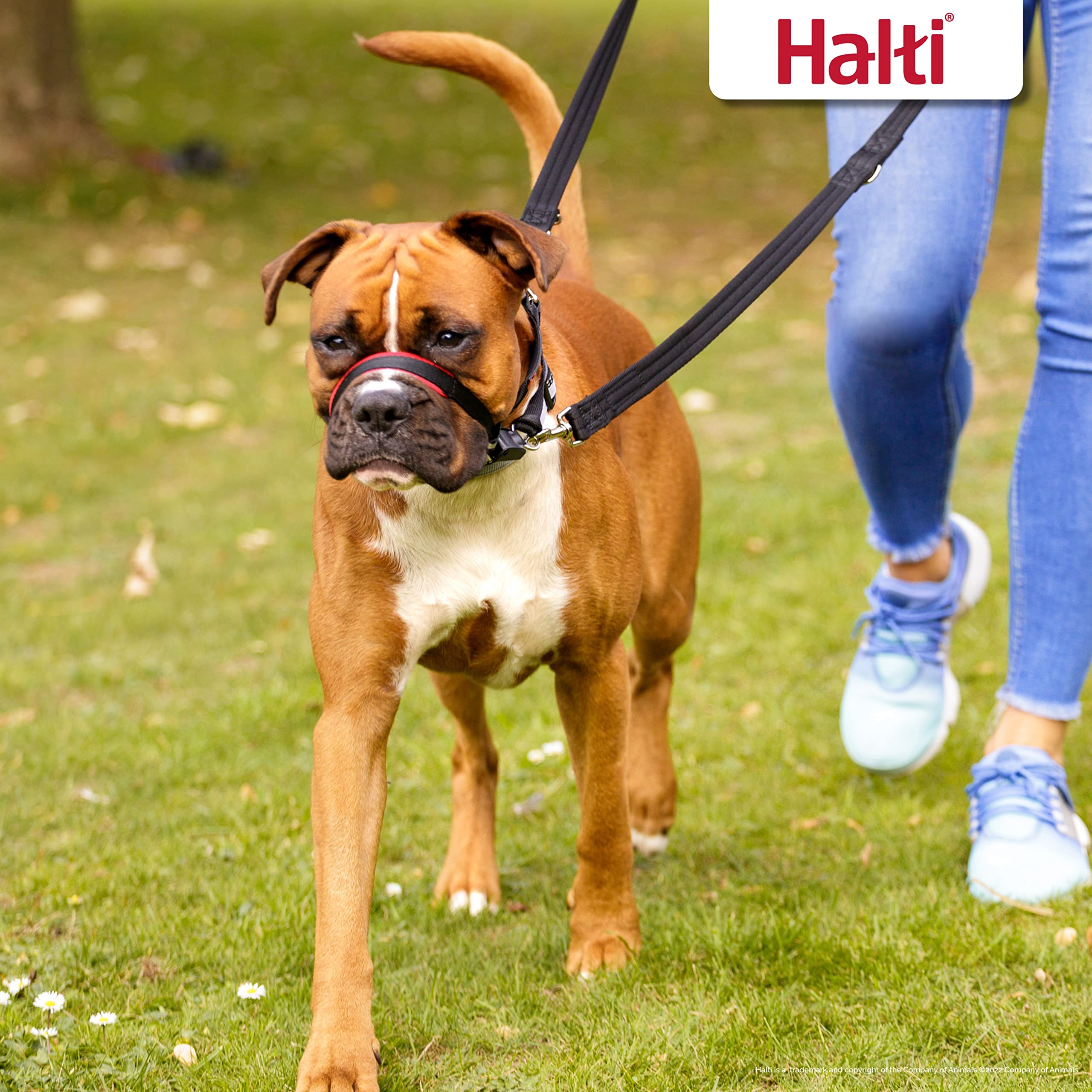 Halti Optifit Headcollar for Dogs - Stops Pulling, Adjustable Fit, Small, Black 5