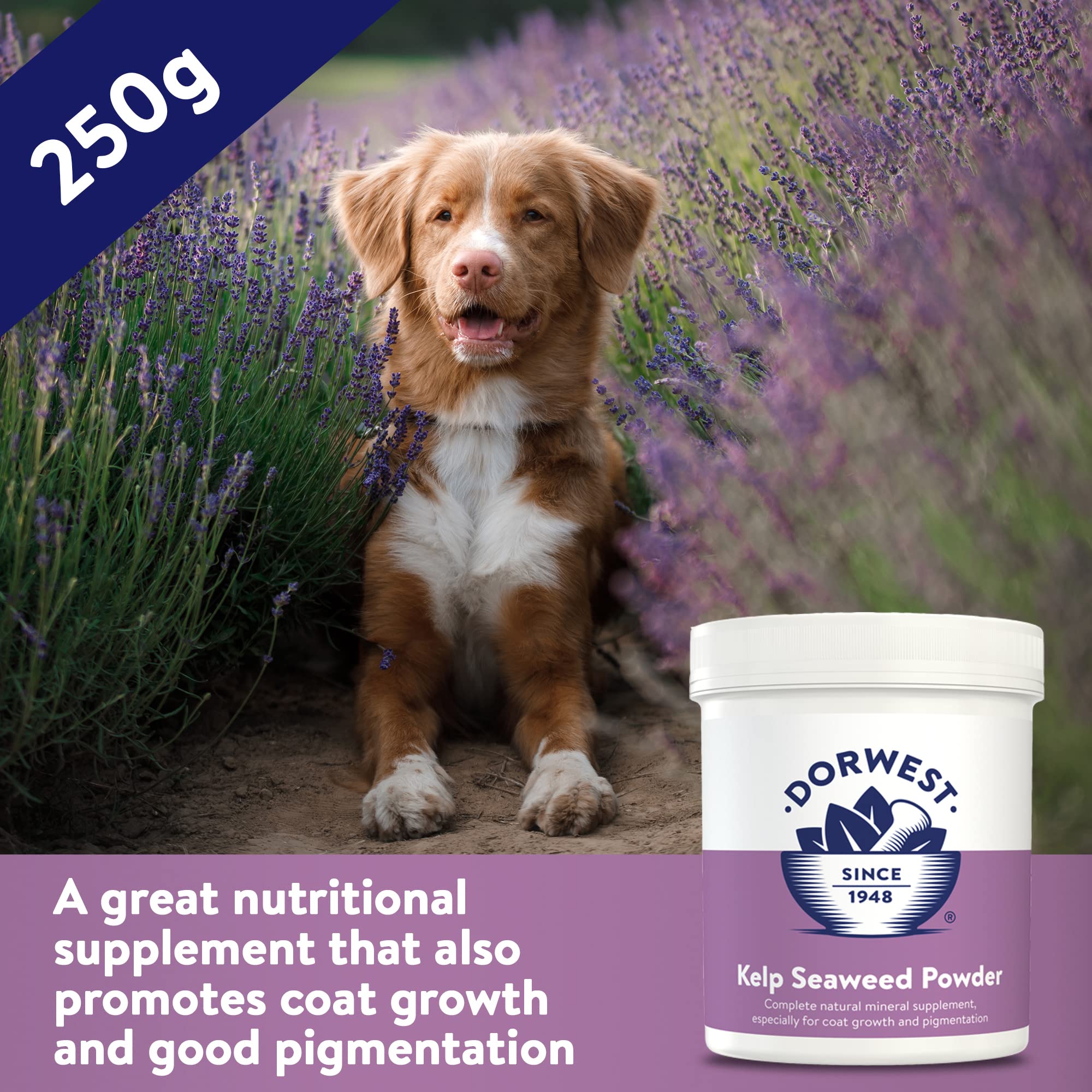 DORWEST HERBS Kelp Seaweed Powder for Dogs & Cats - Natural Multivitamin for Coat Growth & Pigmentation | 250g
