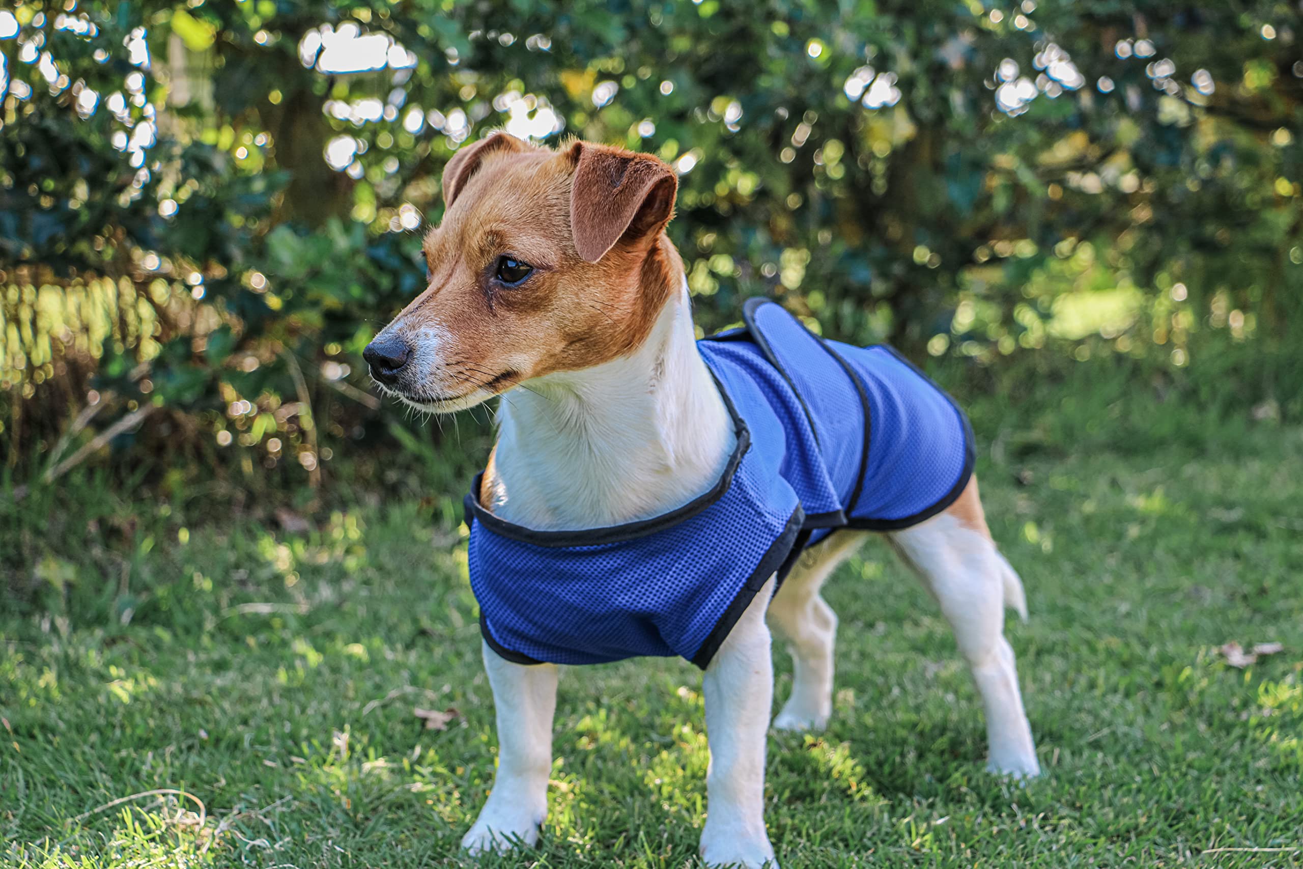 Ancol Cooling Dog Vest Coat - Red | XXL Size | Polyester & Cotton
