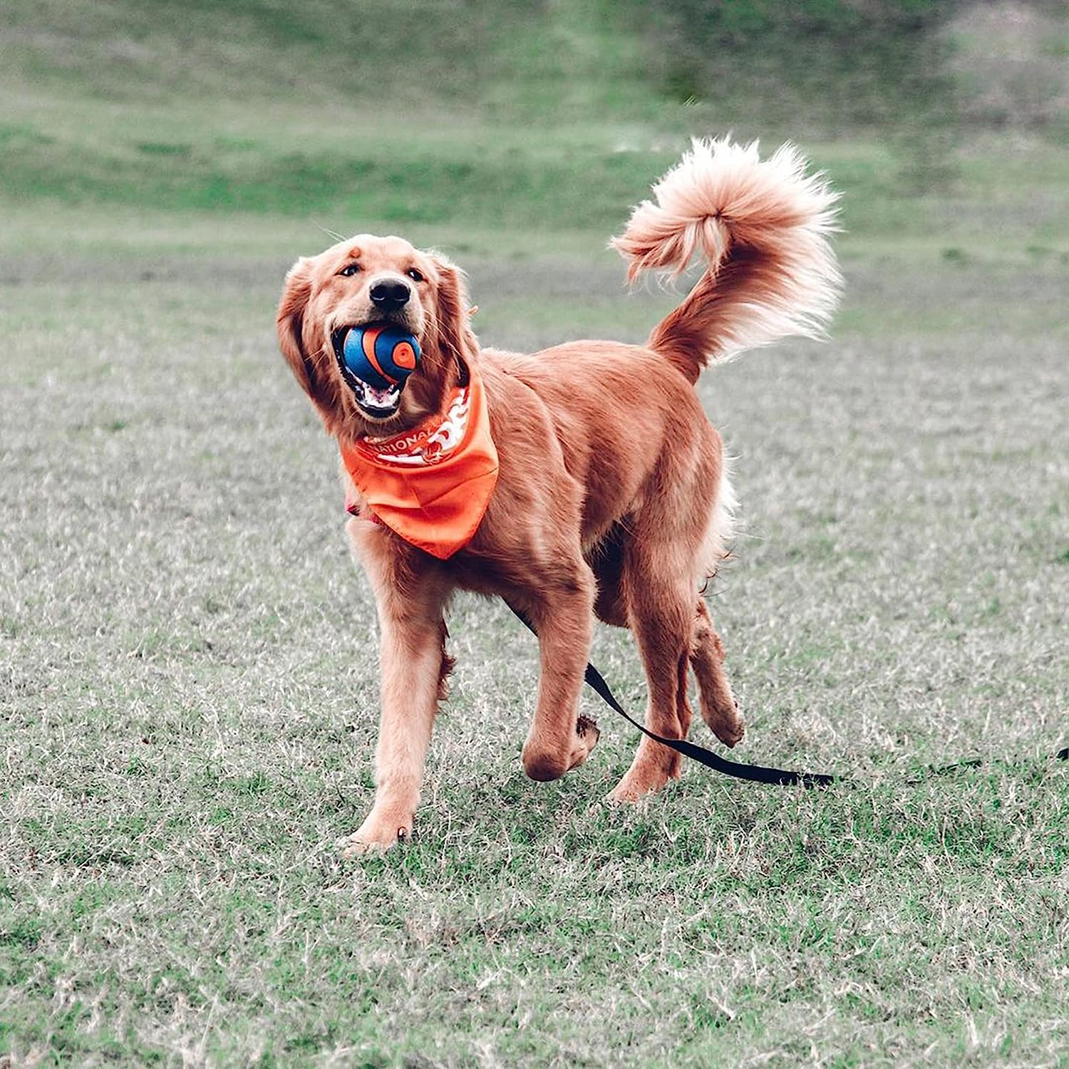 Chuckit! Ultra Squeaker Ball - Large Size, Durable Natural Rubber Fetch Toy | Floats
