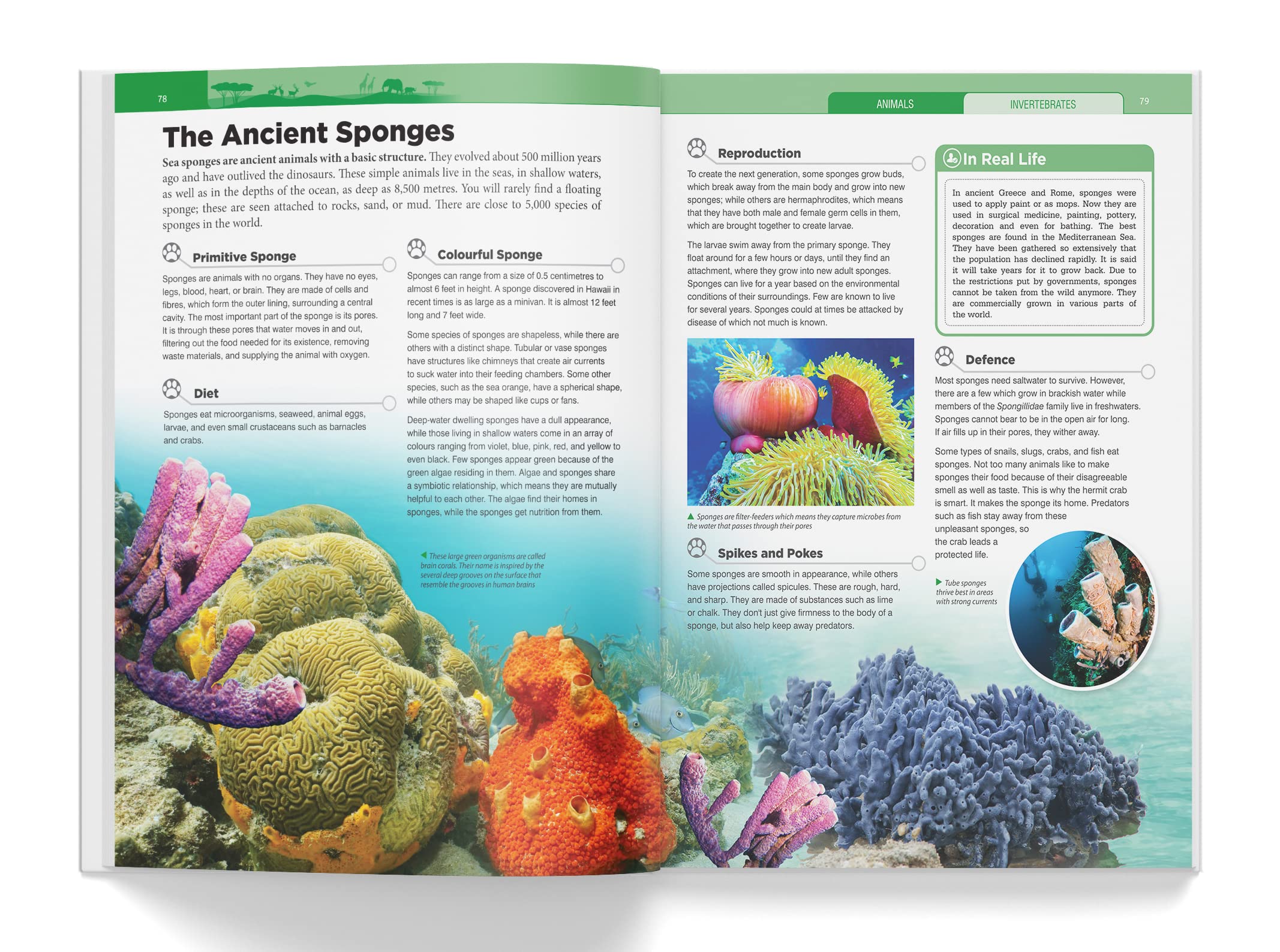 Wonder House Knowledge Encyclopedia - Animals for Children | Hardcover | English 6