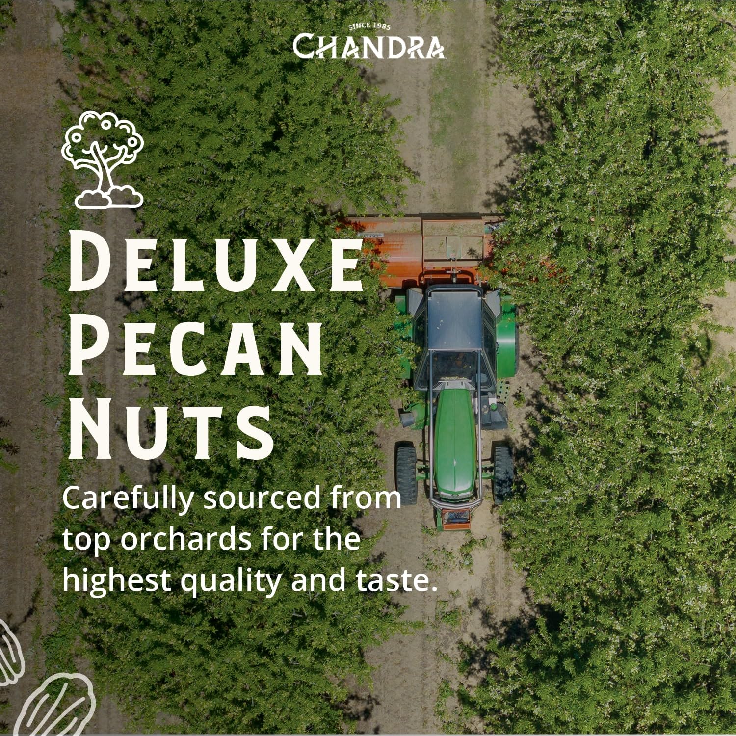 CHANDRA Pecan Nuts - 1kg Bag | Whole, Raw, Gluten-Free, Keto-Friendly 7