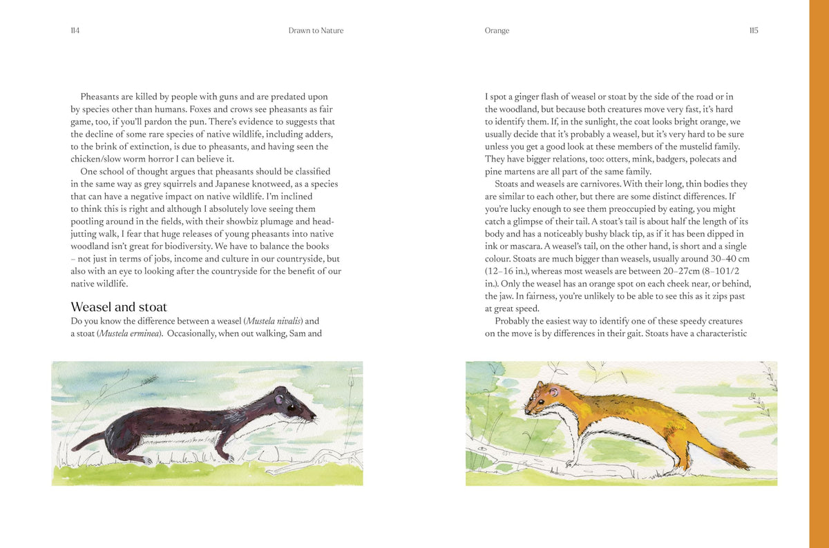Frances Lincoln Drawn to Nature - A Journey into the Natural World with Caroline Quentin | Hardcover 5