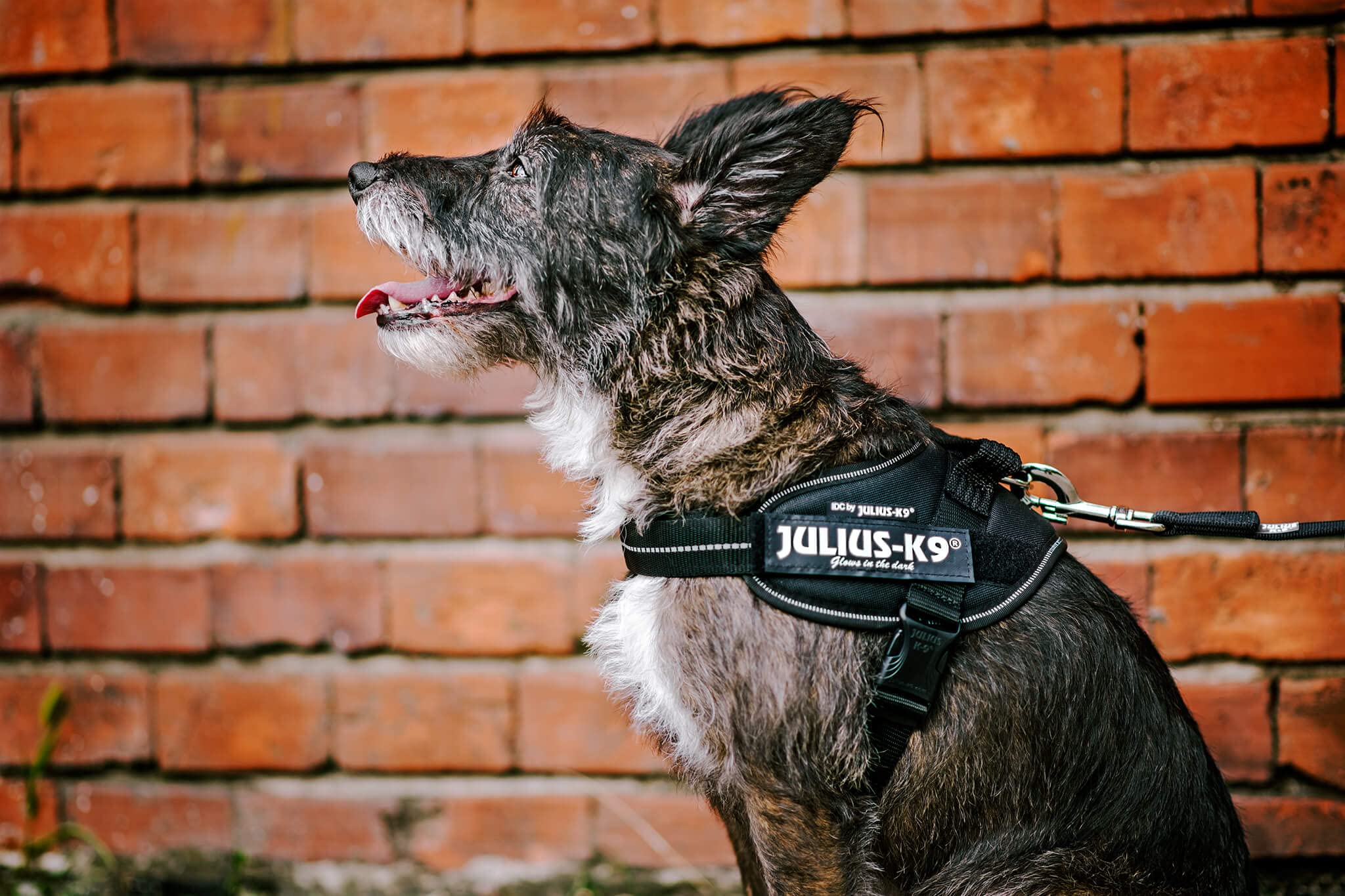 Julius-K9 IDC Powerharness - Blue Vest Harness for Dogs | Size S/Mini (7-15 kg)