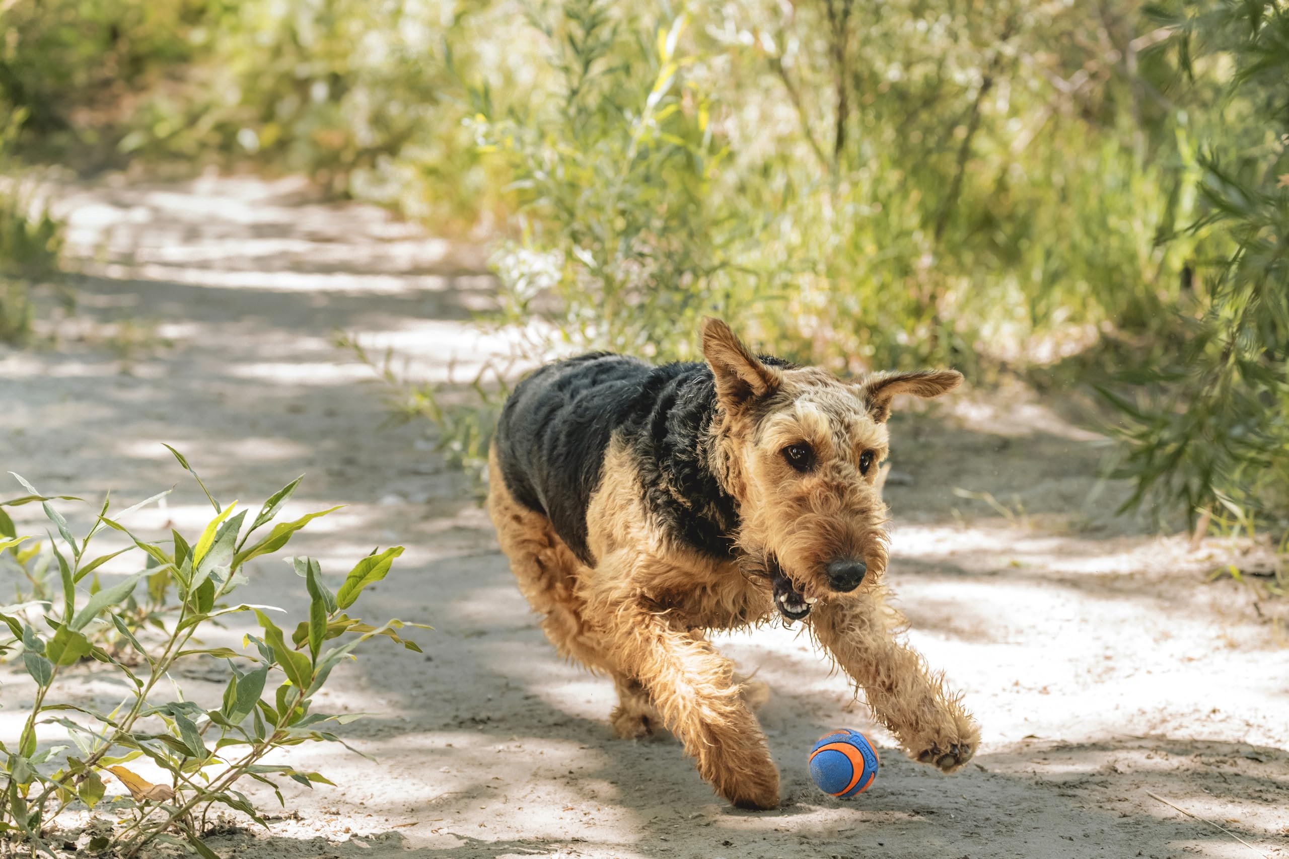 Chuckit! Ultra Squeaker Ball Dog Toy - Durable Rubber & Launcher Compatible | Medium 4