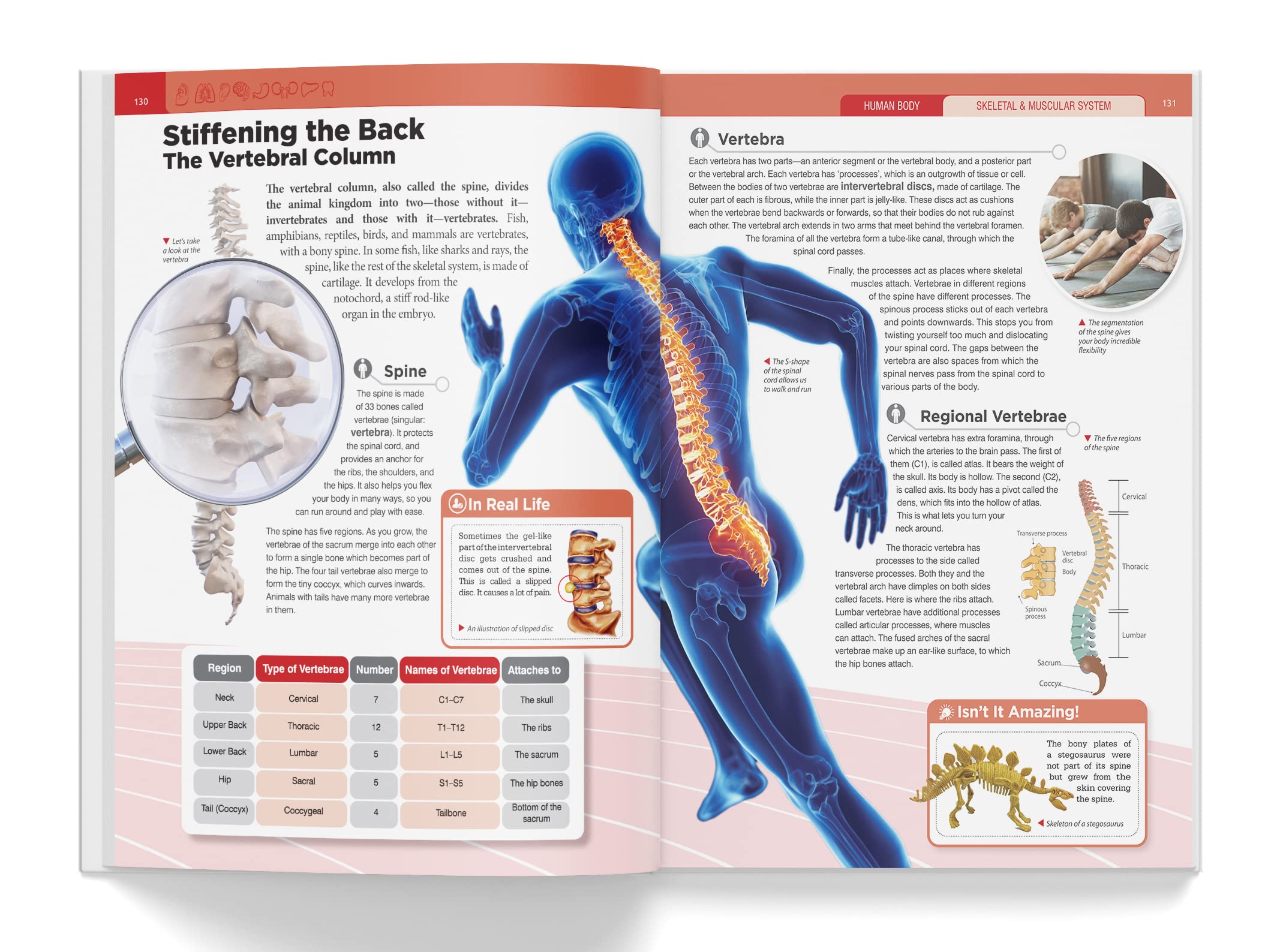 Wonder House Books Knowledge Encyclopedia Human Body - Hardcover, 1080 Pages, Ages 3-4 7