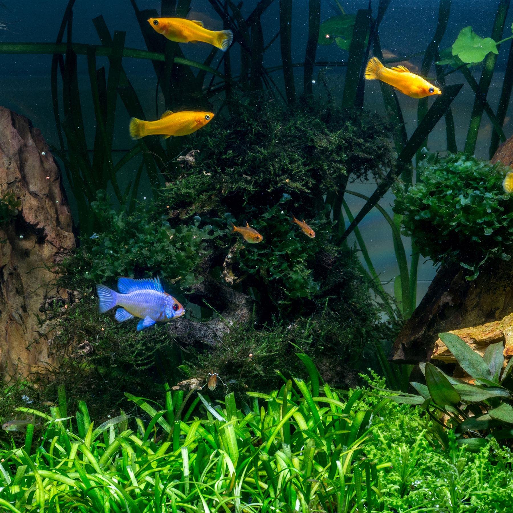 Tetra AquaSafe Water Treatment - Instantly Converts Tap Water to Safe Aquarium Water | 100ml Liquid