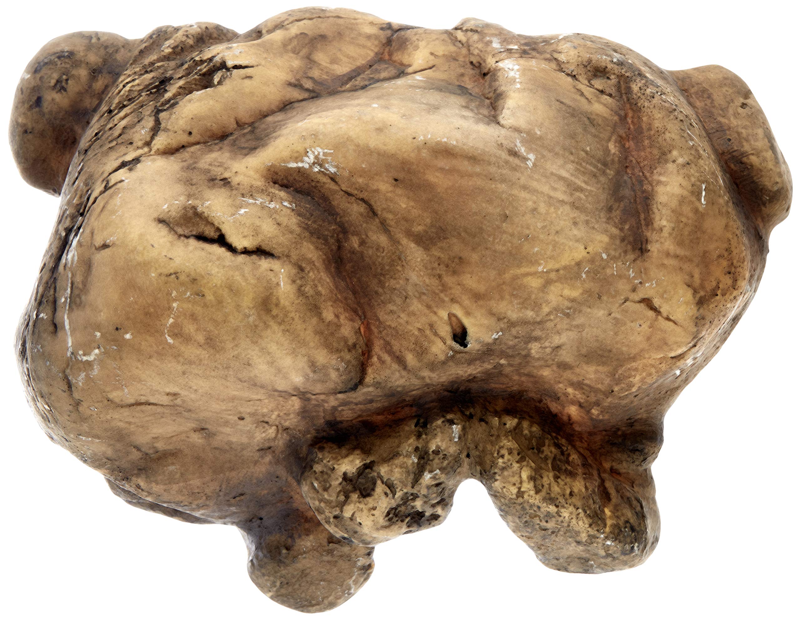 Exo Terra Reptile Cave Hideout - Natural Look Resin for Terrariums | Large Size | Earth Tones 3