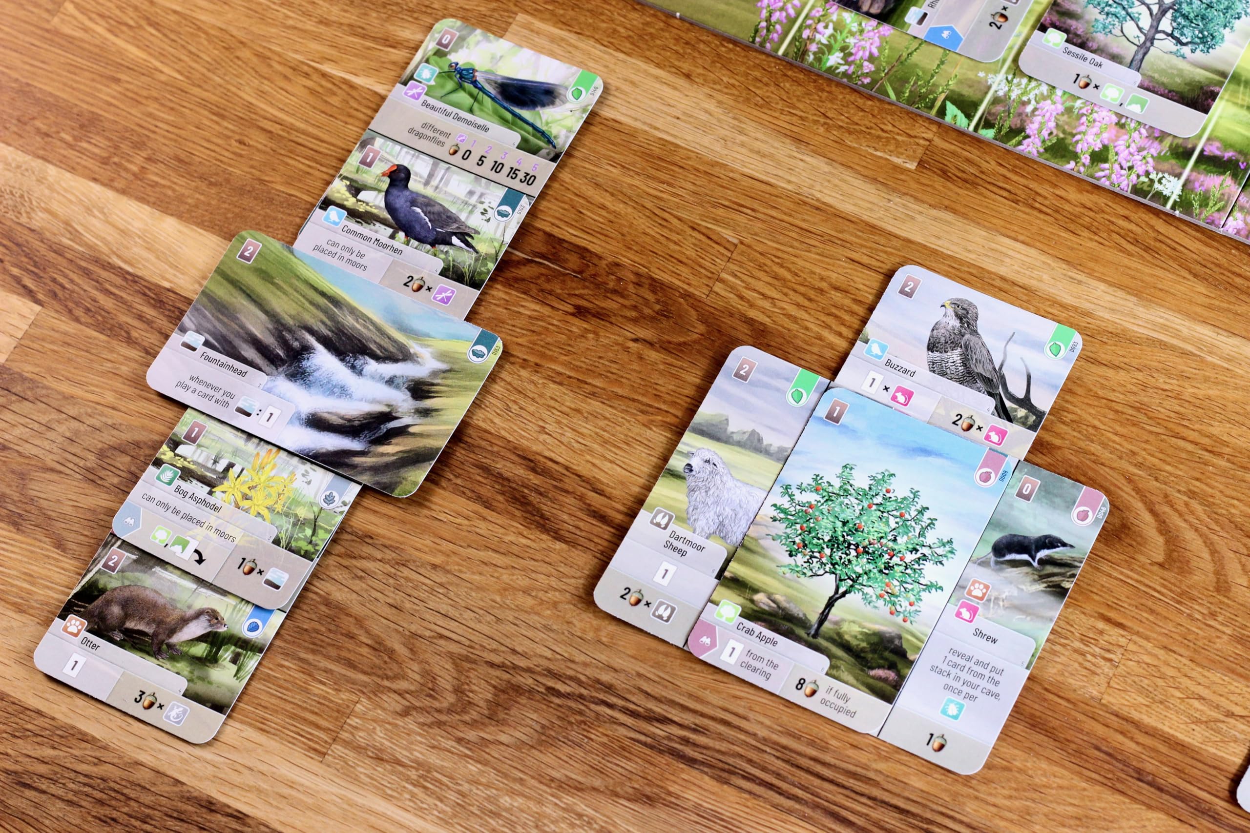 Asmodee Forest Shuffle Dartmoor Family Card Game for 2-4 Players, Ages 10+ 5