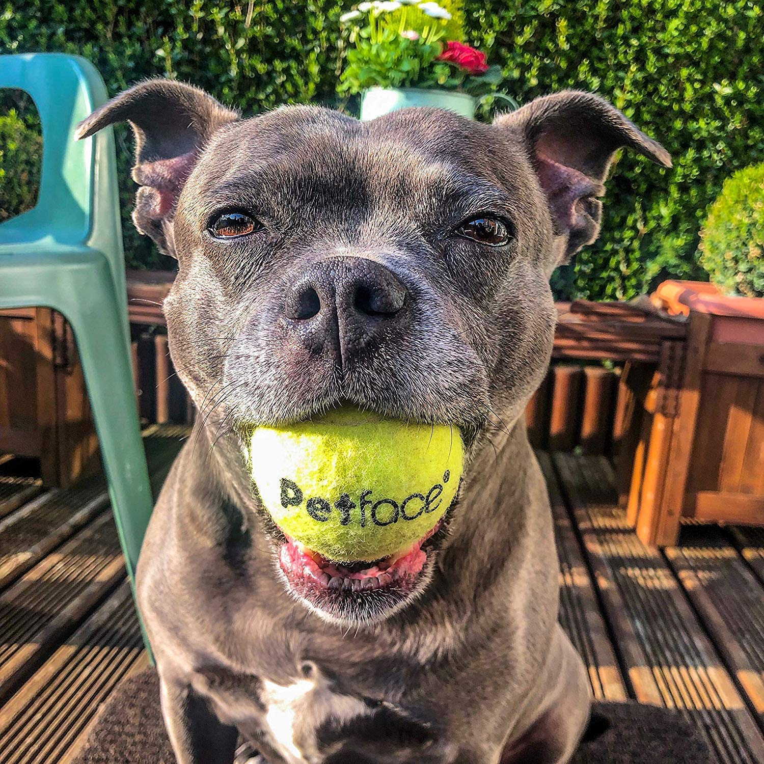 Petface Super Tennis Balls For Dogs - 12 Pack, Chew-Proof, Outdoor Exercise | Yellow 4