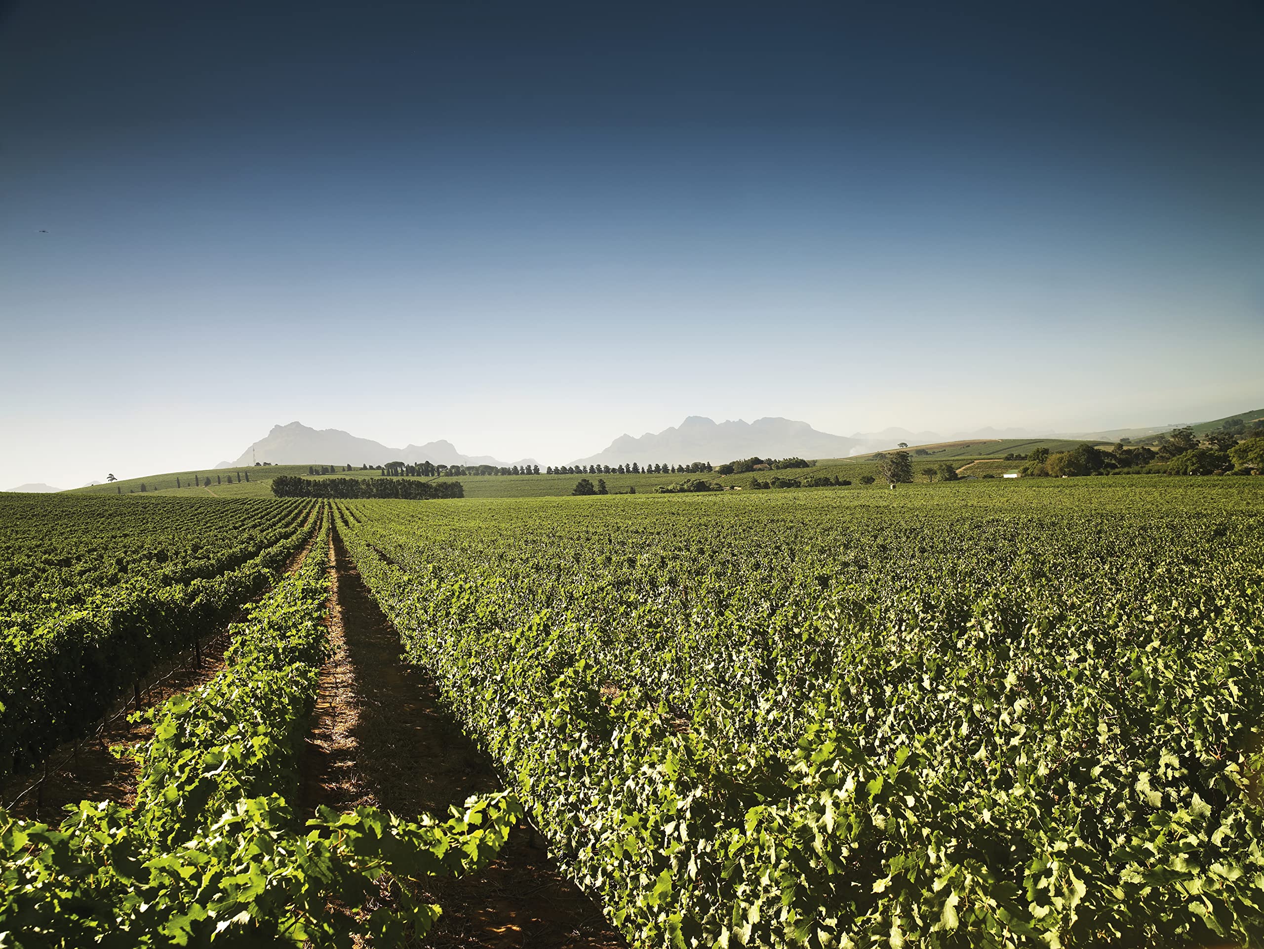 Pongracz Blanc de Blancs Chardonnay Methode Cap Classique, 75cl 5