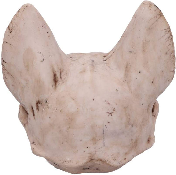 Nemesis Now Bastet's Secret Cat Skull Figurine Ornament, Natural Bone Colour, On