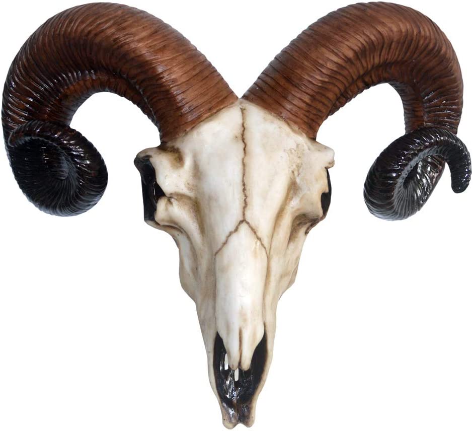 Nemesis Now Rams Skull Medium Wall Plaque 32.5cm Ivory, Resin, One Size