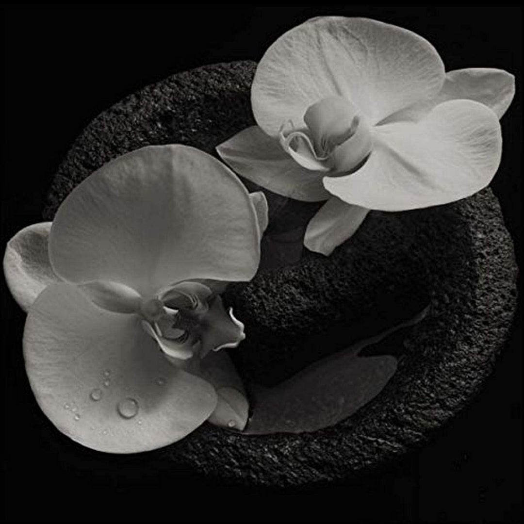 Mike Patton & Jean-Claude Vannier - Corpse Flower [Vinyl]