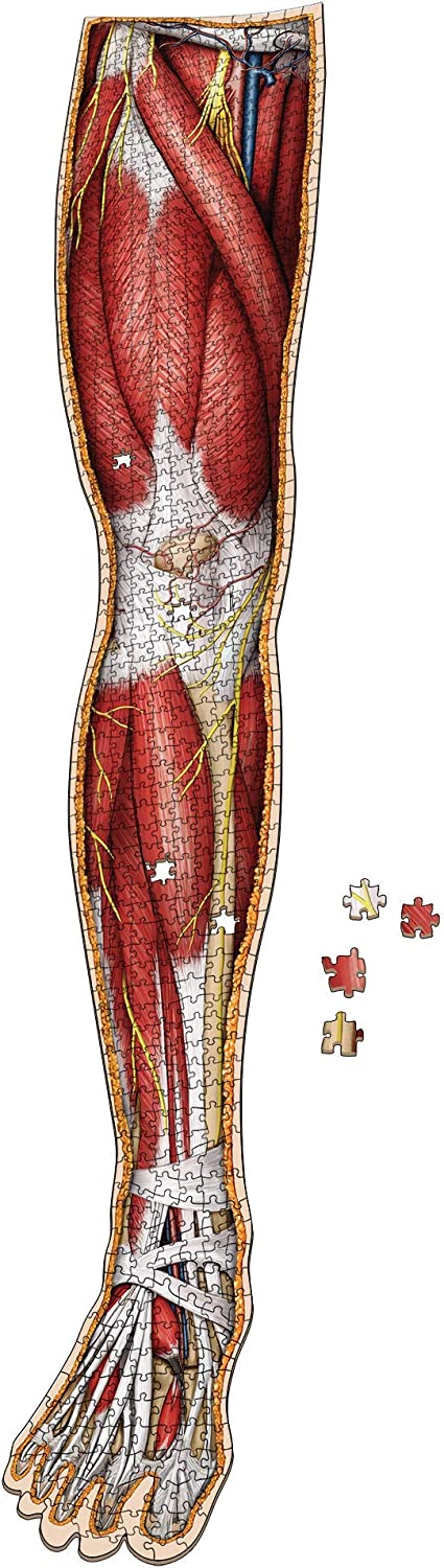 Dr Livingston's Anatomy Jigsaw Puzzle: Volume IV - The Human Right Leg