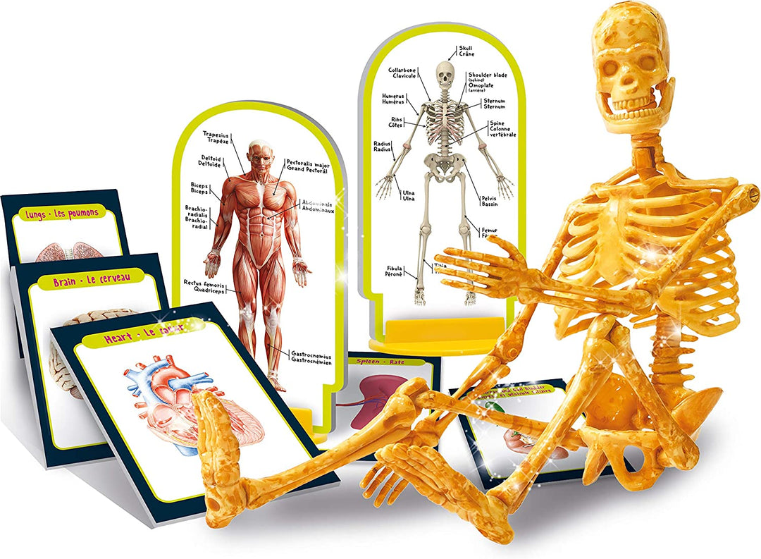 Lisciani I'm A Genius Human Anatomy Learning Kit With Illustrated Cards And Plas